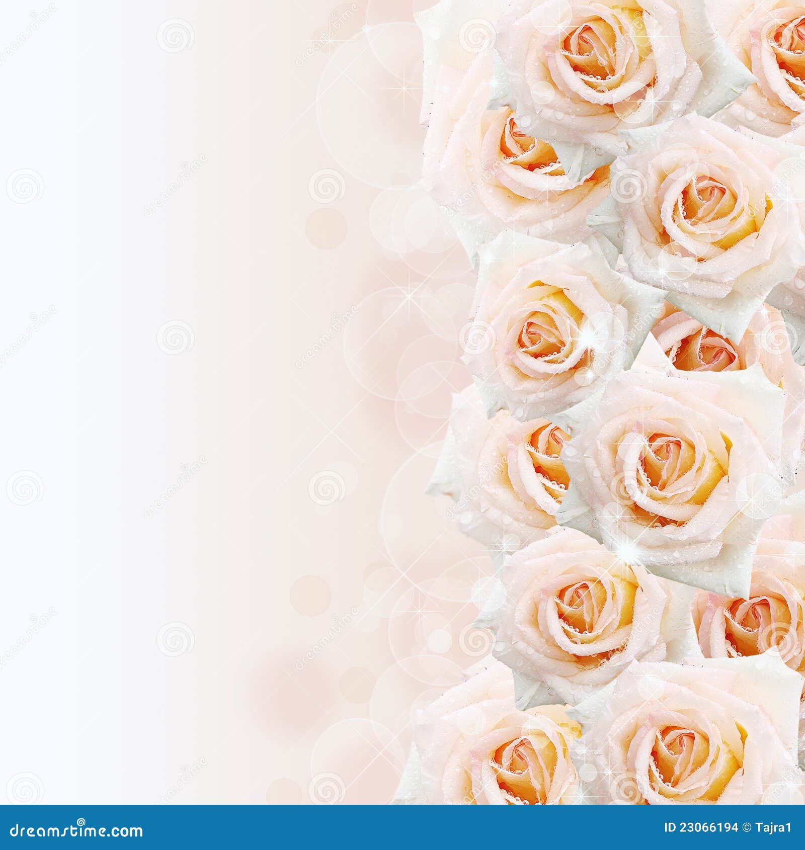 Cream Roses Background Stock Images Image 23066194