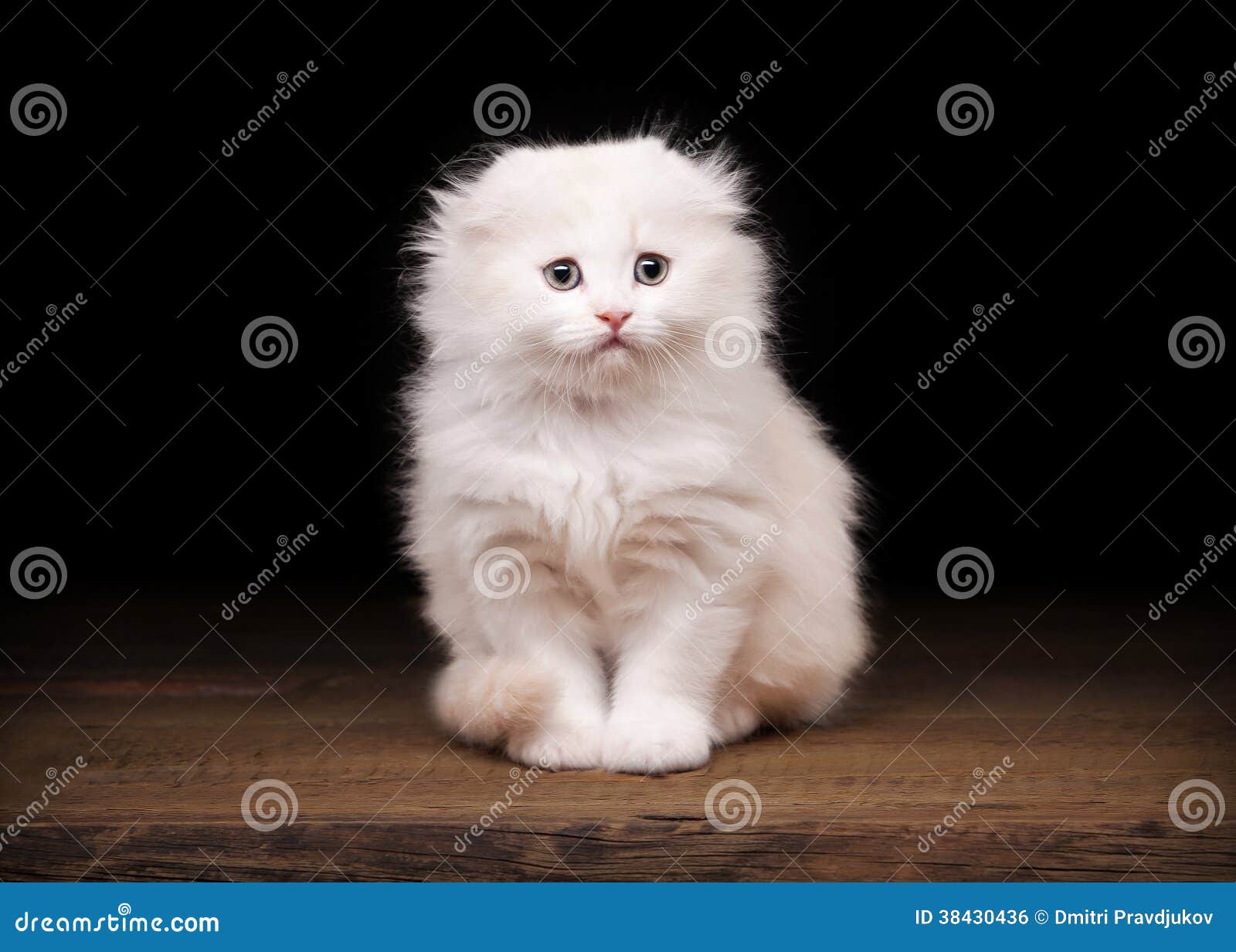 Scottish longhair kitten with white fluff. Stock Photo by esindeniz