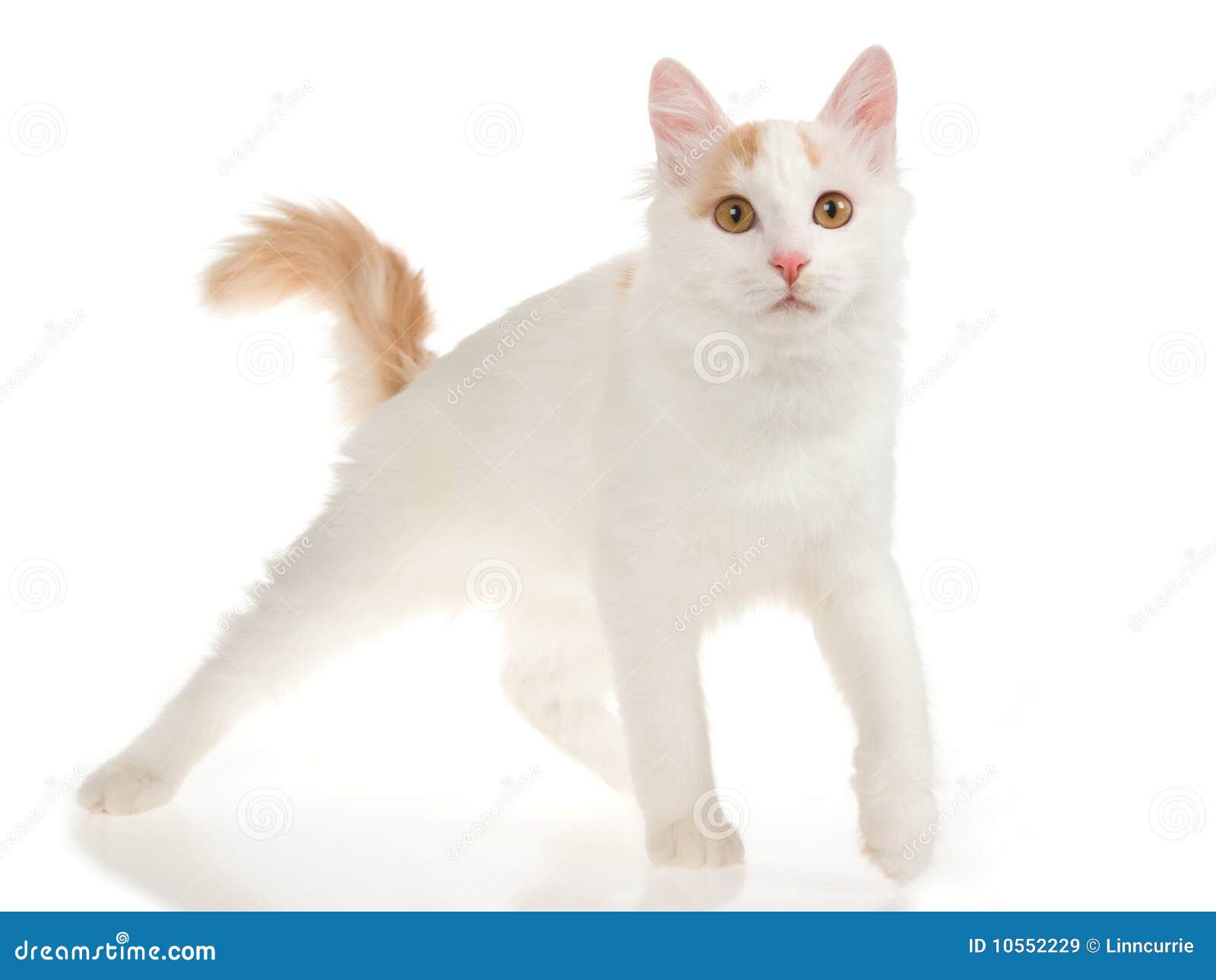 Cream Turkish Van Cat On White Background Stock Image Image Of Pretty Kitten 10552229