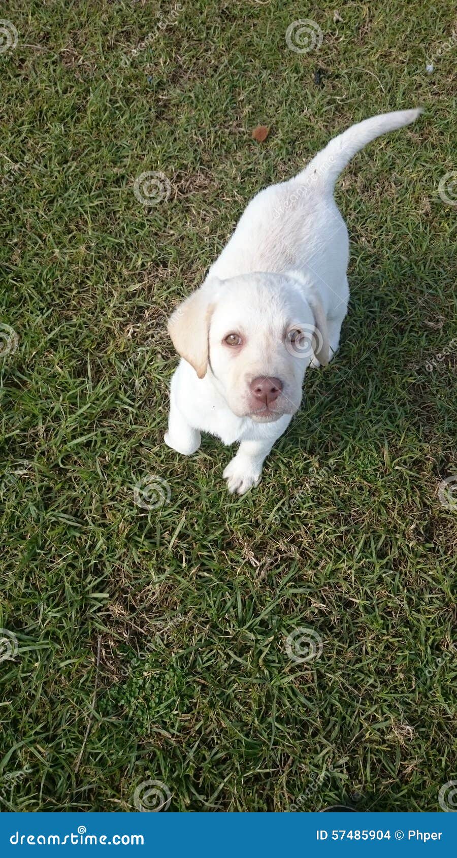 A Cream Yellow Labrador Puppy Stock Photo Image of grass, cream 57485904
