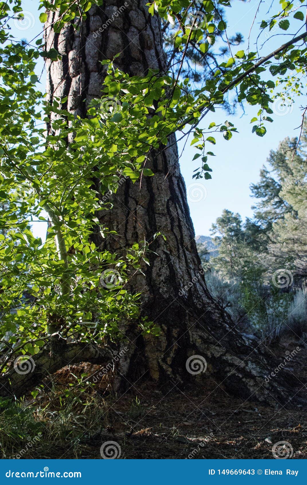 Forest Floor Photography ~ Modern Nature Art ~