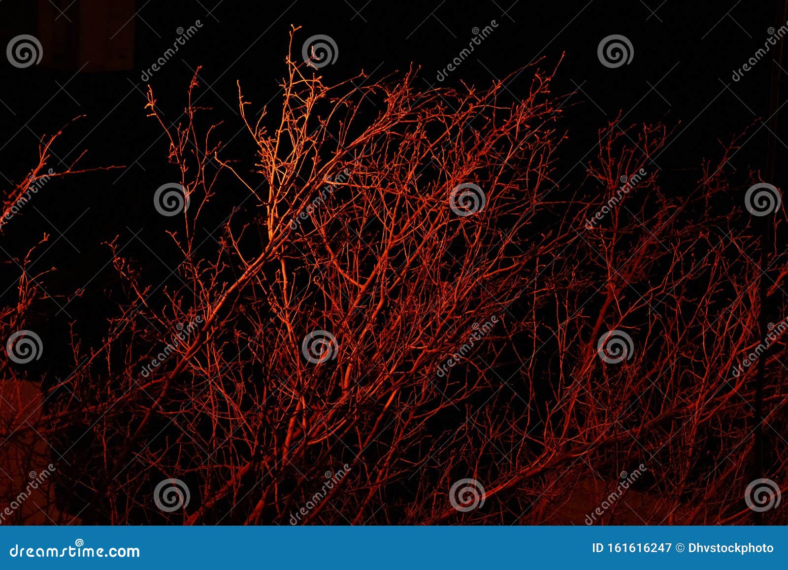 Creative Dramatic Concept of Branches Illuminated with Red Light, at