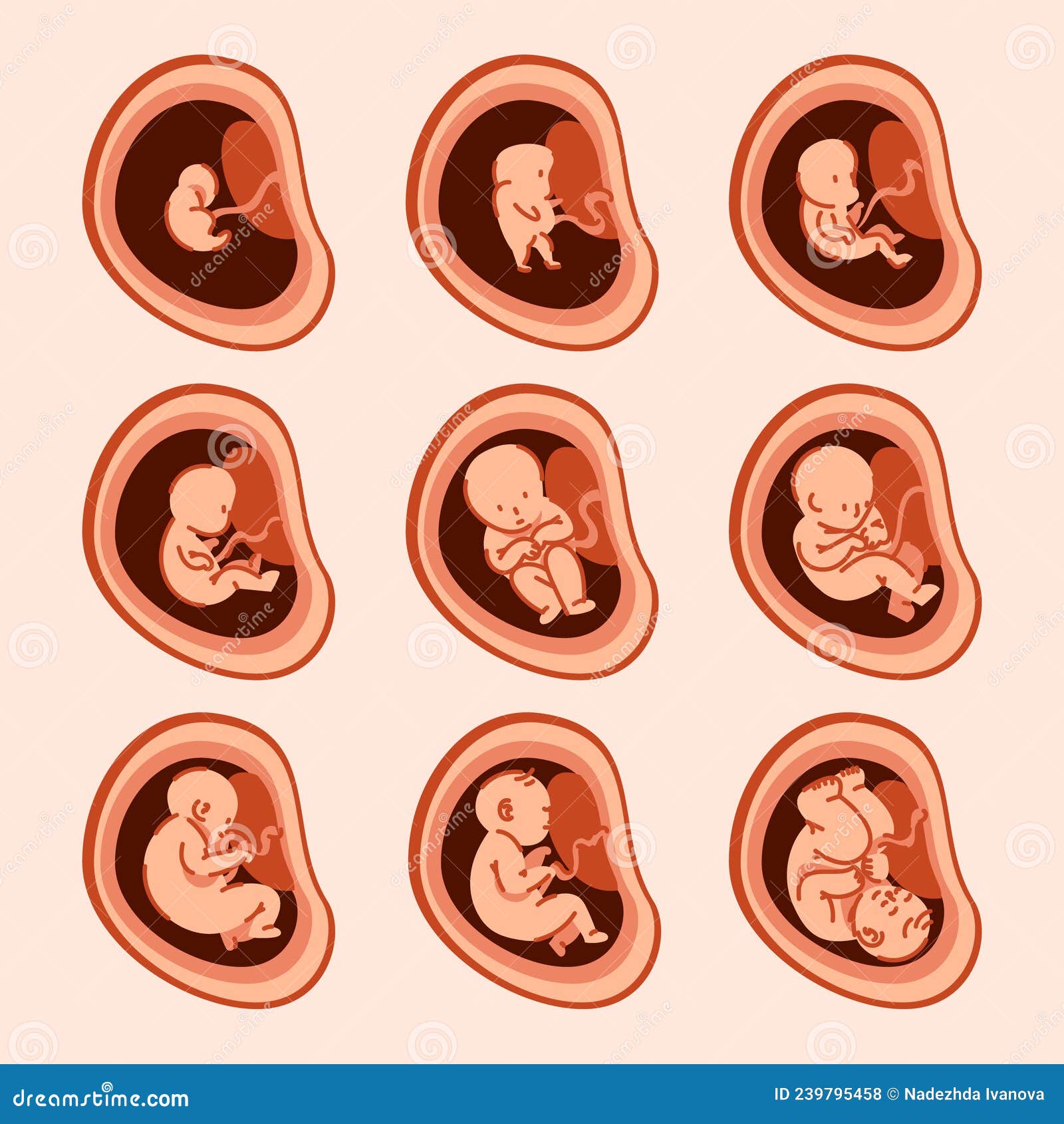Creative Fetal Development Set Vector Illustration. Stock Vector ...