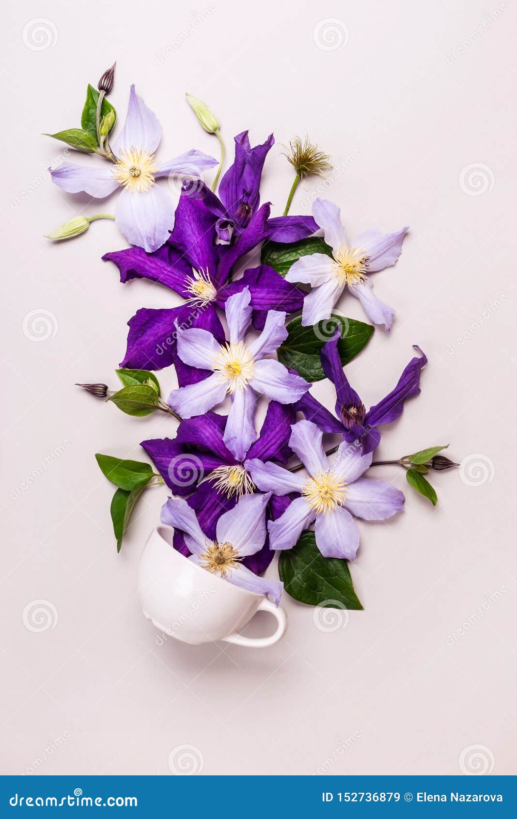 Creative Layout Made with Beautiful Flowers. Purple Flowers Come Out of
