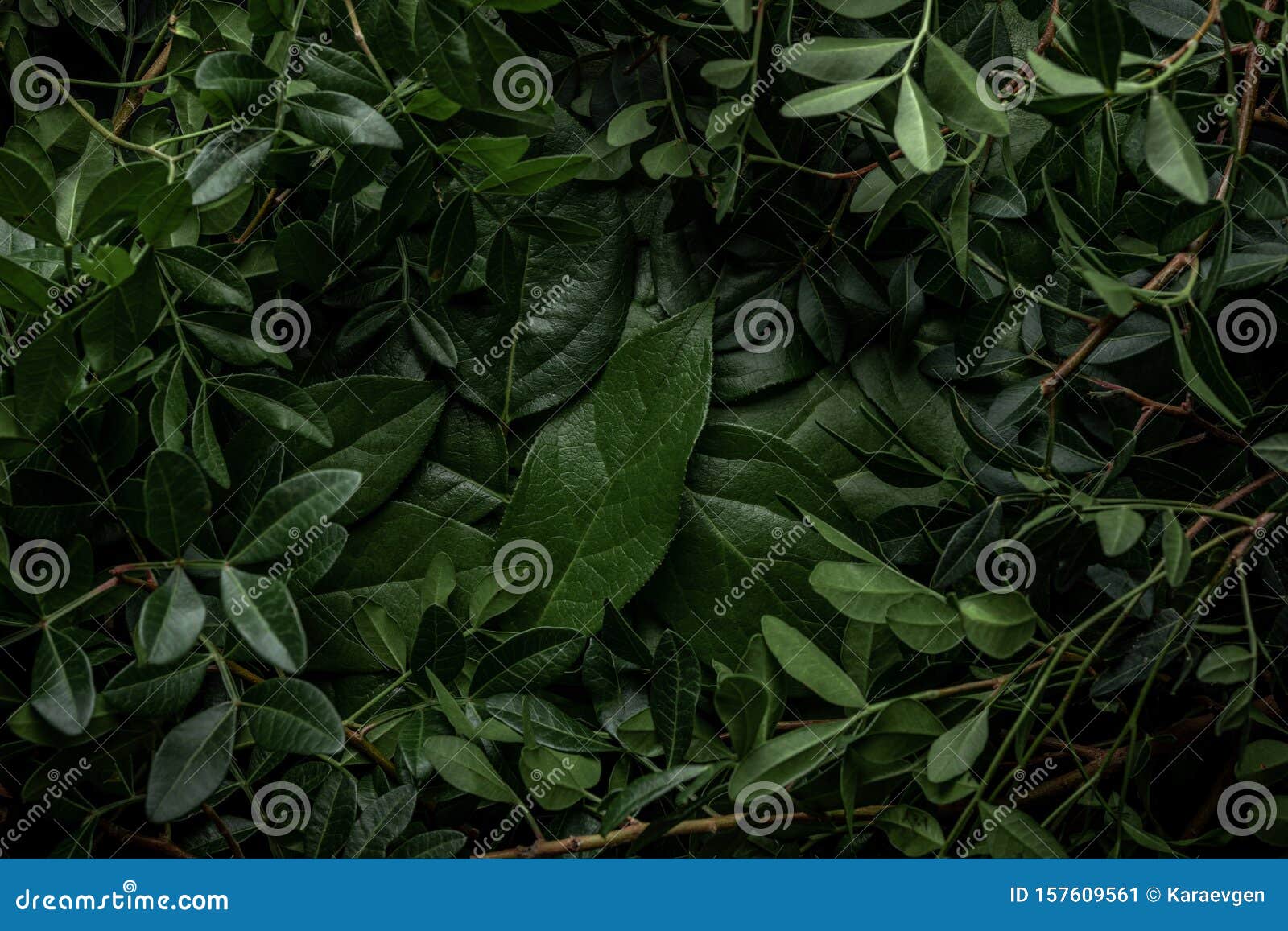 creative layout made of green leaves. flat lay. nature concept