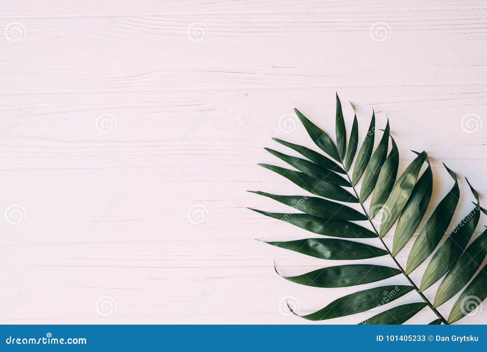 Creative Layout Made of Tropical Palm Leaves on Pastel Pink Background, Top  View, Flat Lay Stock Image - Image of green, greenery: 101405233