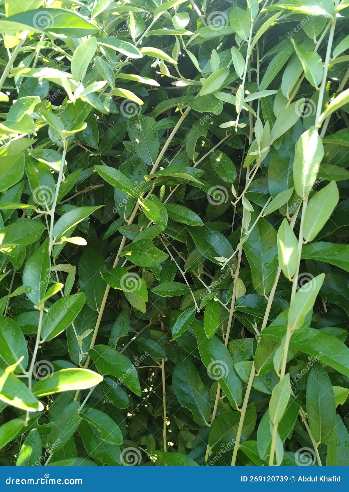 Lush Creepers stock image. Image of leaf, branch, vegetable 269120739