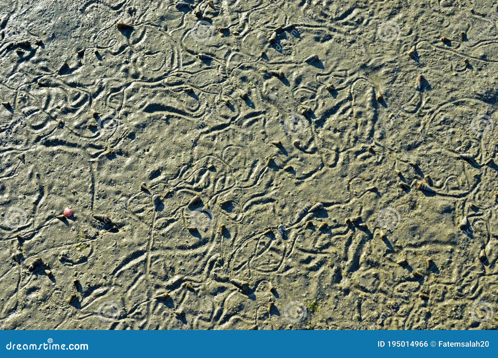 abstract pattern made by mollusc on beach