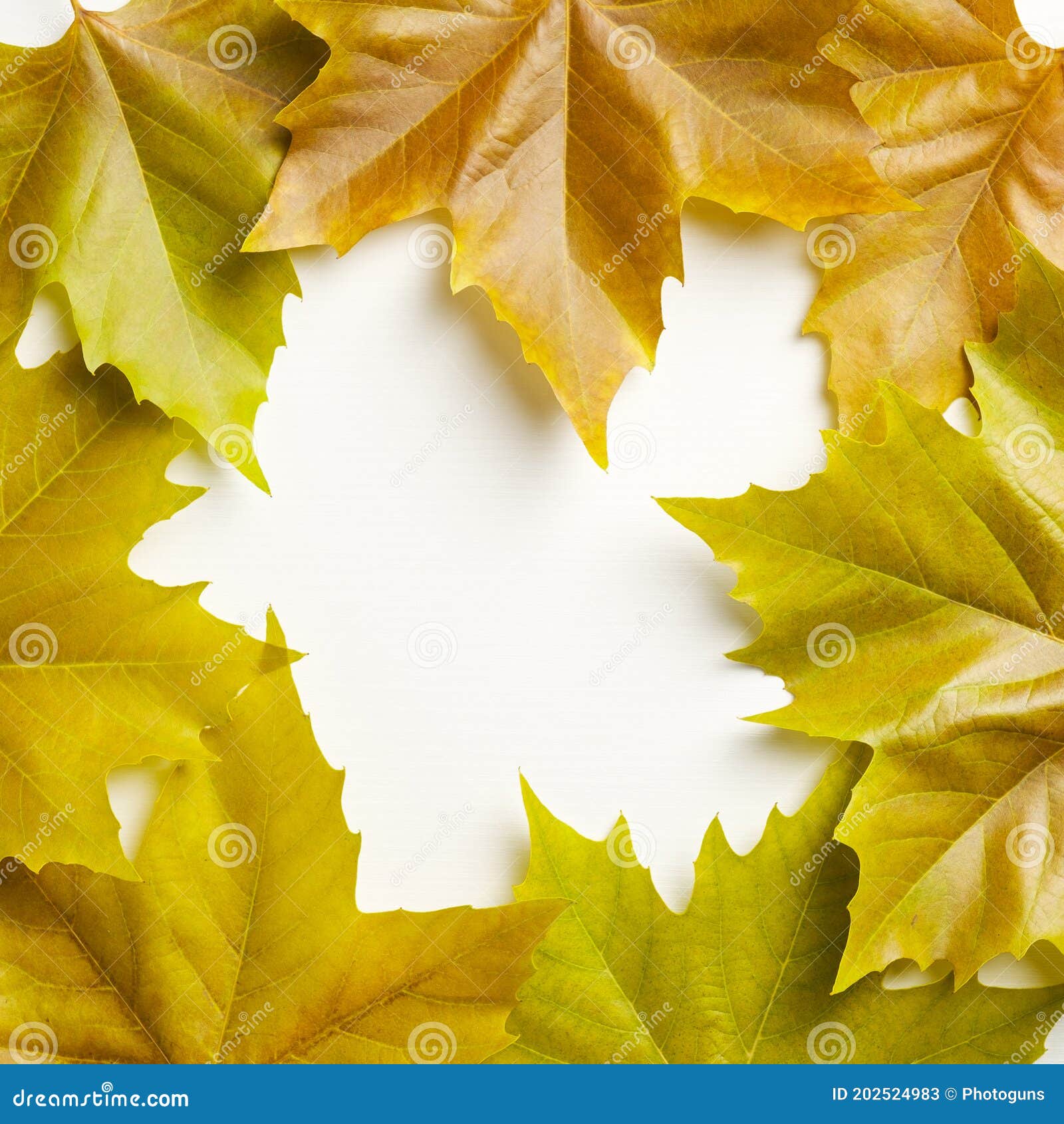 creative nature layout made of yellow maple leaves. autumn, fall concept. flat lay, top view. autumn frame border