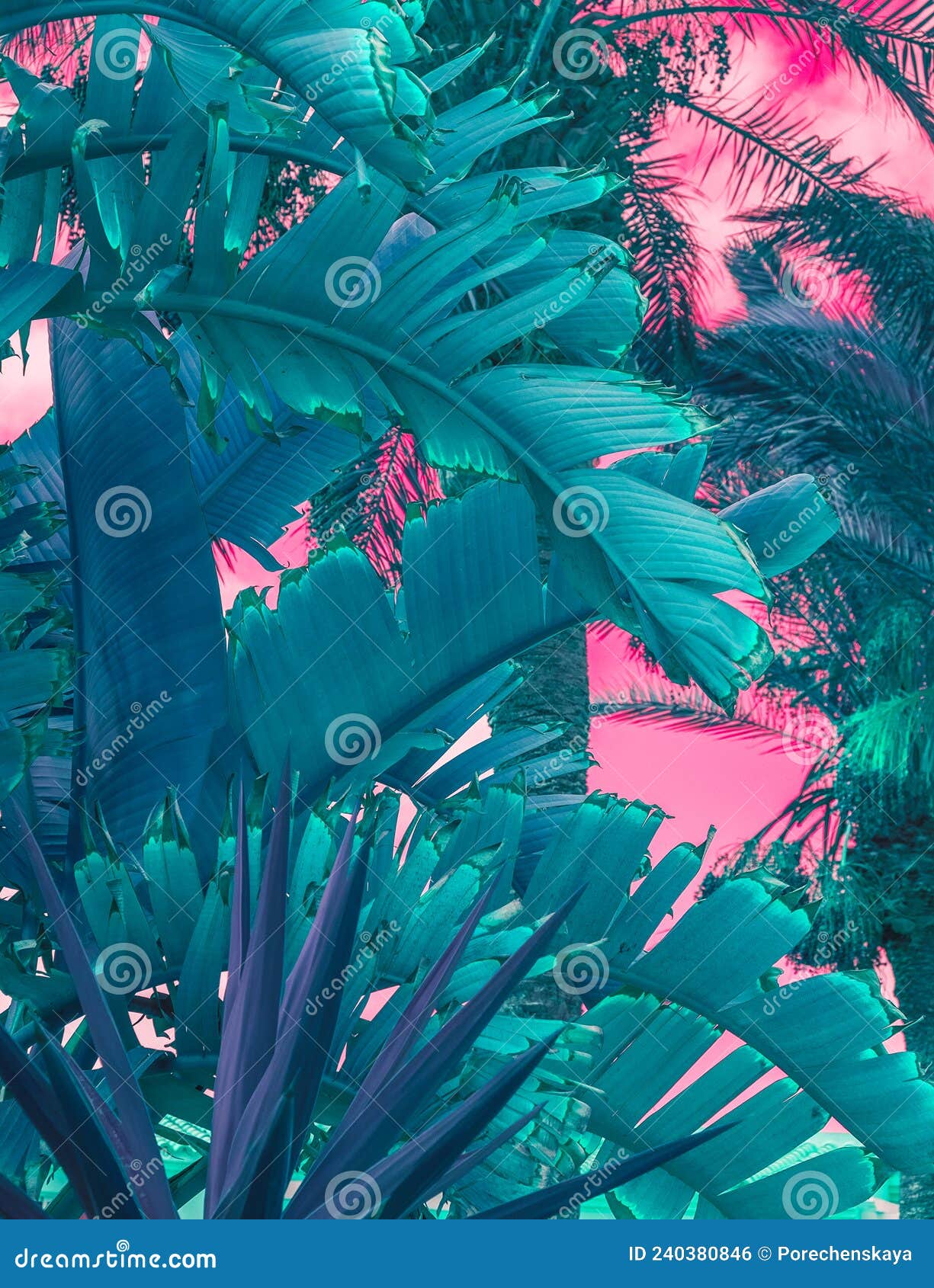 Palm Tree Wallpapers Free HD Download 500 HQ  Unsplash