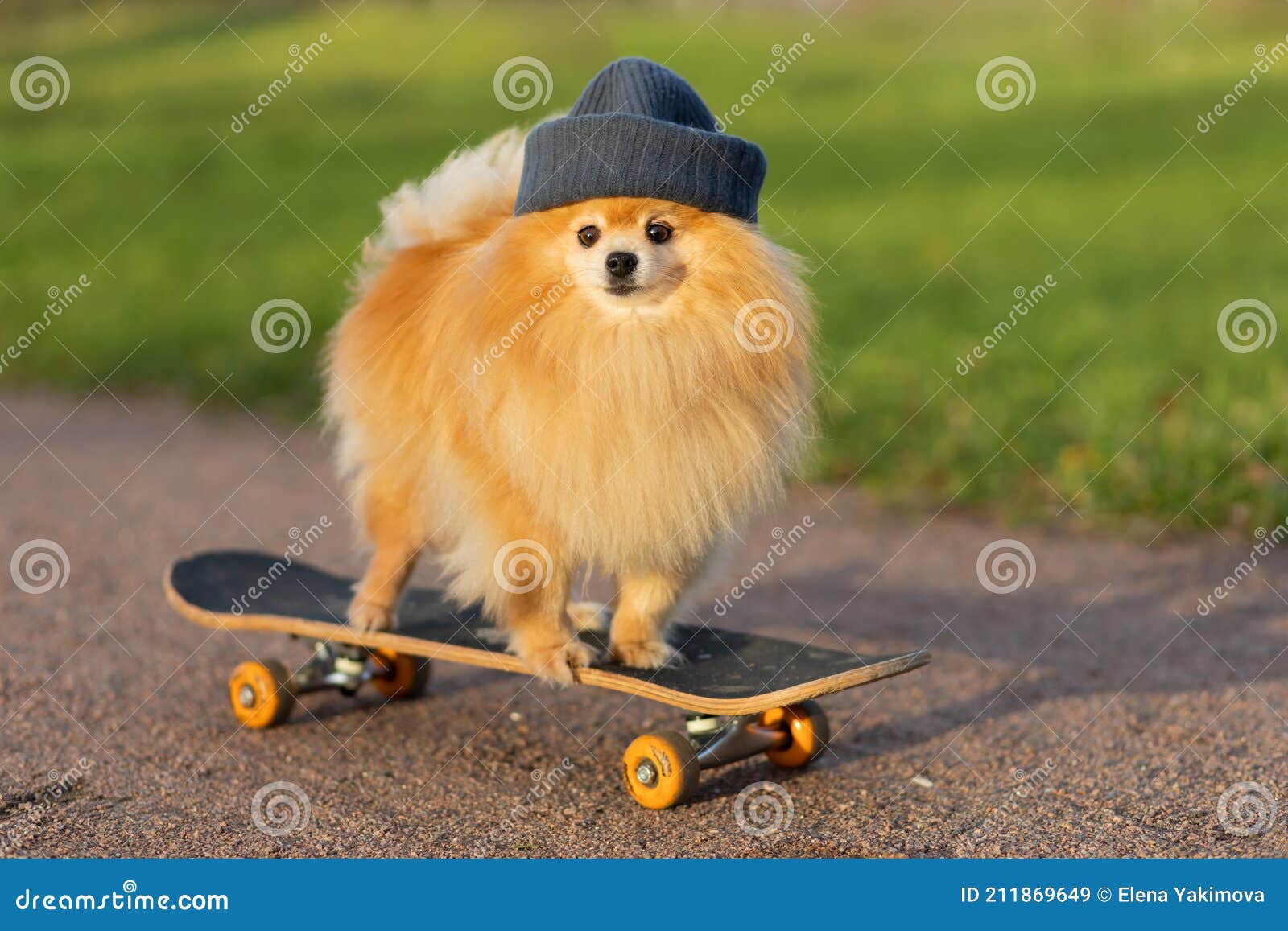 887 Animal Skateboard Stock Photos - Free & Royalty-Free Stock Photos from Dreamstime 887 Animal Skateboard Stock Photos - Free & Royalty-Free Stock Photos from Dreamstime