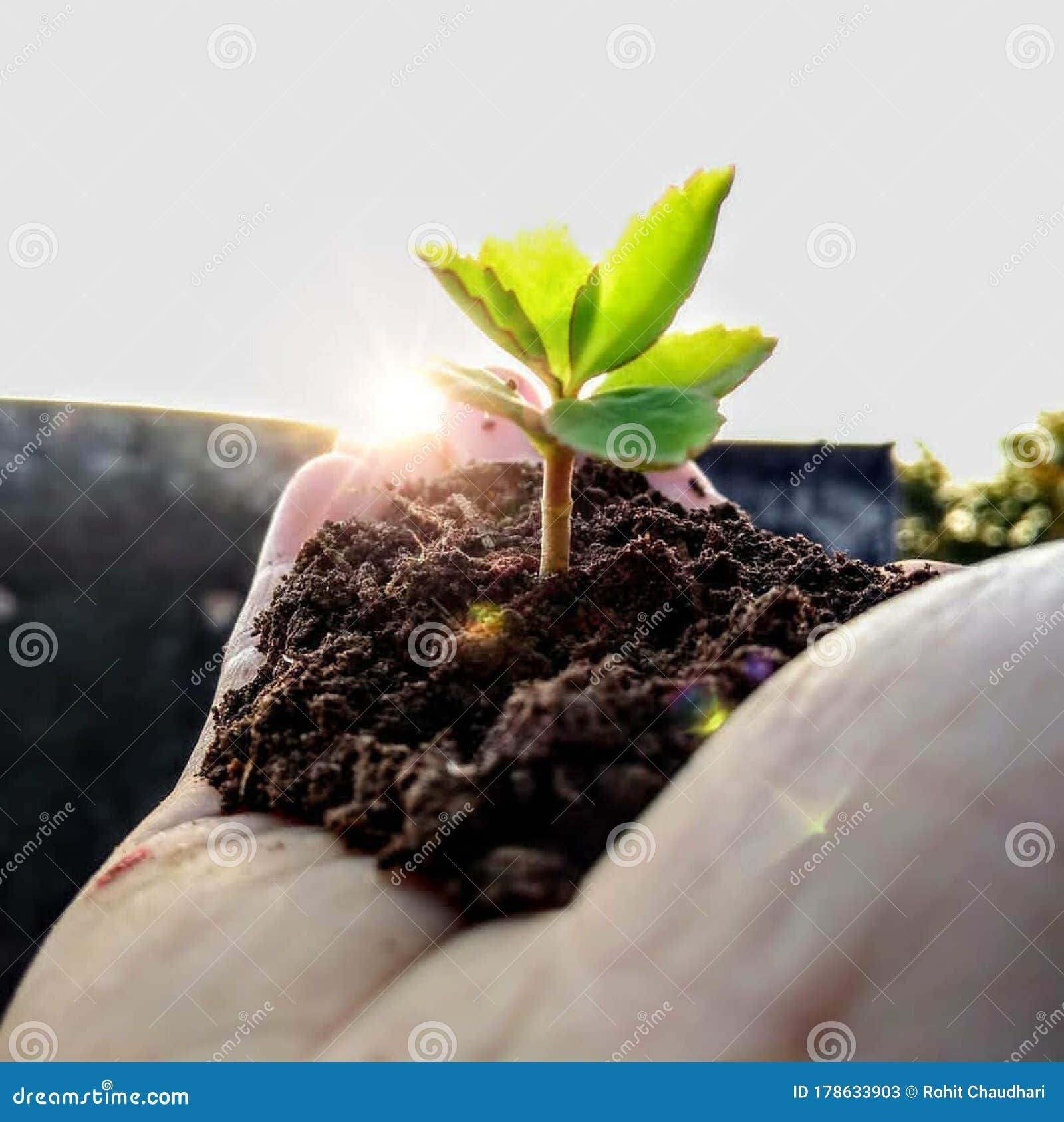 creative pic in which small plant is in hand