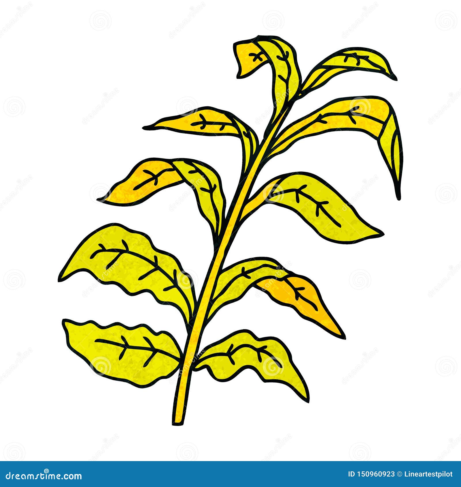 Corn With Leaves, Vector Illustration, Hand Drawing Sketch