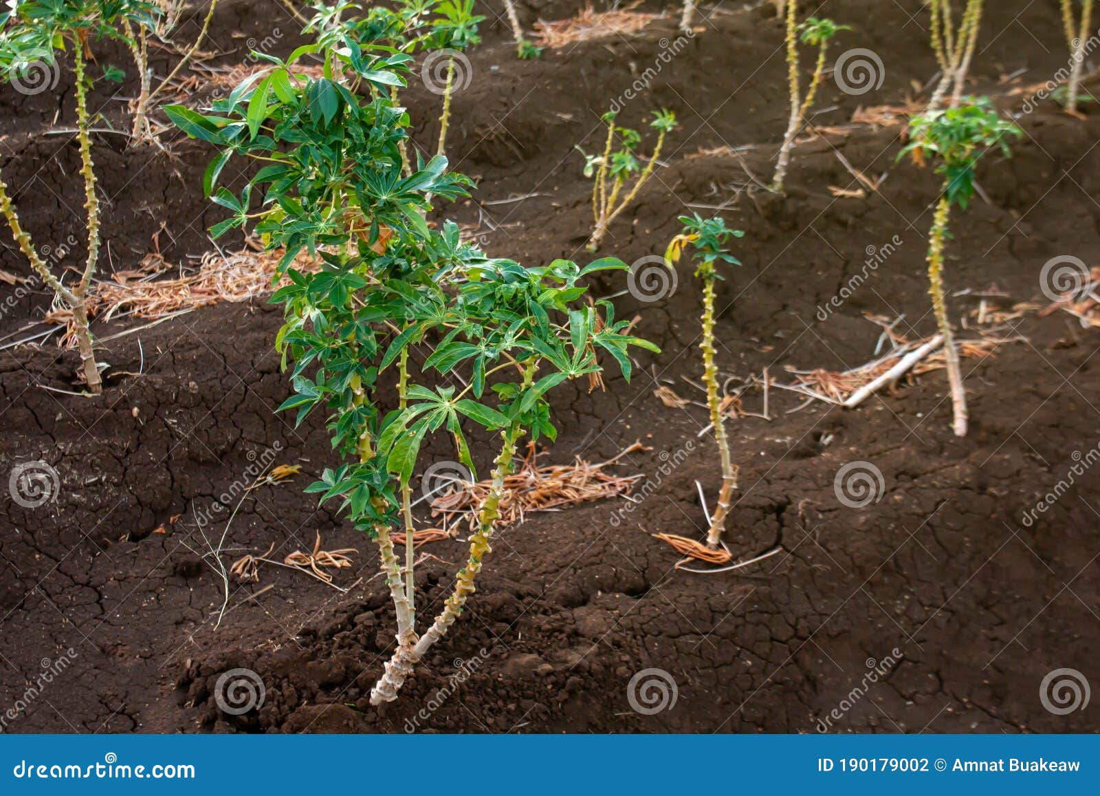 Crecimiento De árboles De Mandioca En Plantaciones De Mandioca O Tapioca  Plantar Suelo De Parcela Para Plantación De Mandioca Tapi Foto de archivo -  Imagen de hojas, crezca: 190179002