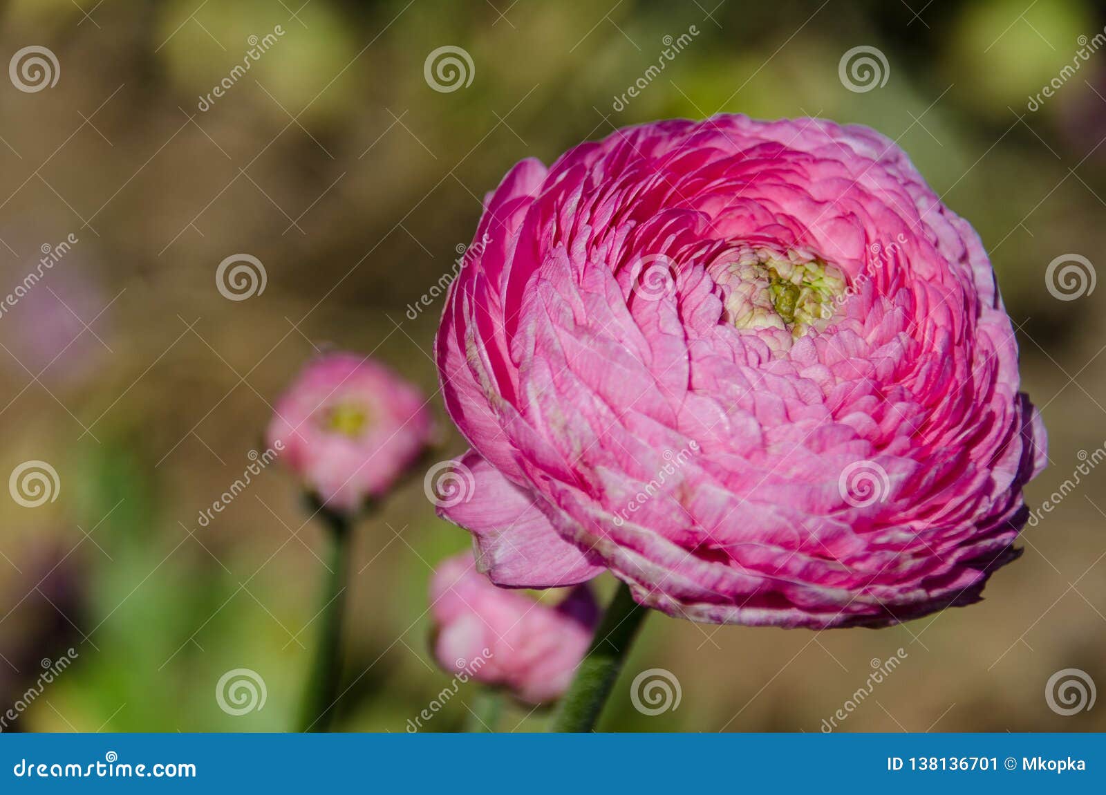 Crecimiento De Flor Gigante Del Rosa Del Ranúnculo En Un Campo En Un Día  Soleado Imagen de archivo - Imagen de granja, rojo: 138136701