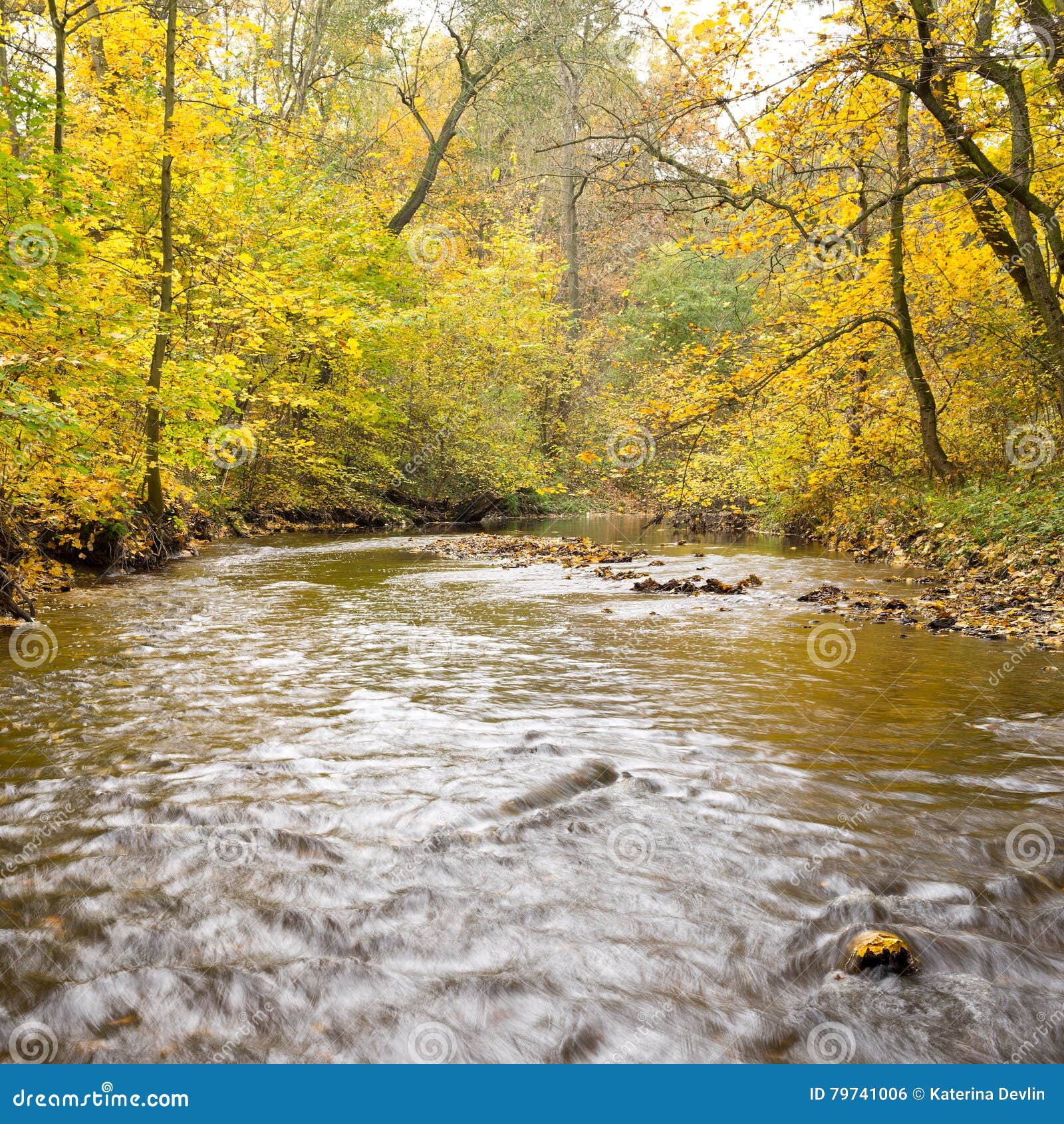 Creek in the autumn stock photo. Image of autumn, nature 79741006