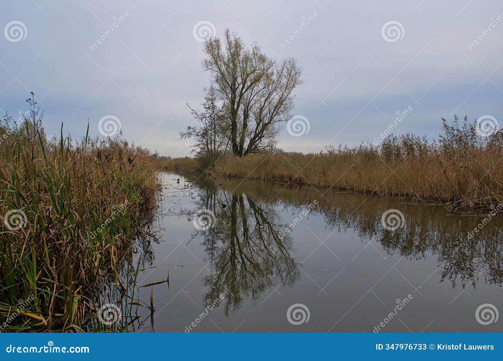 creek with bare tree and reed reflecting in the water on a cloudy autmn day in the flemish countryside