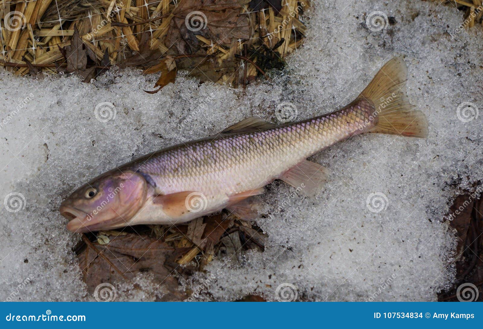 https://thumbs.dreamstime.com/z/creek-chub-ice-medium-sized-caught-small-stream-west-michigan-january-broke-107534834.jpg