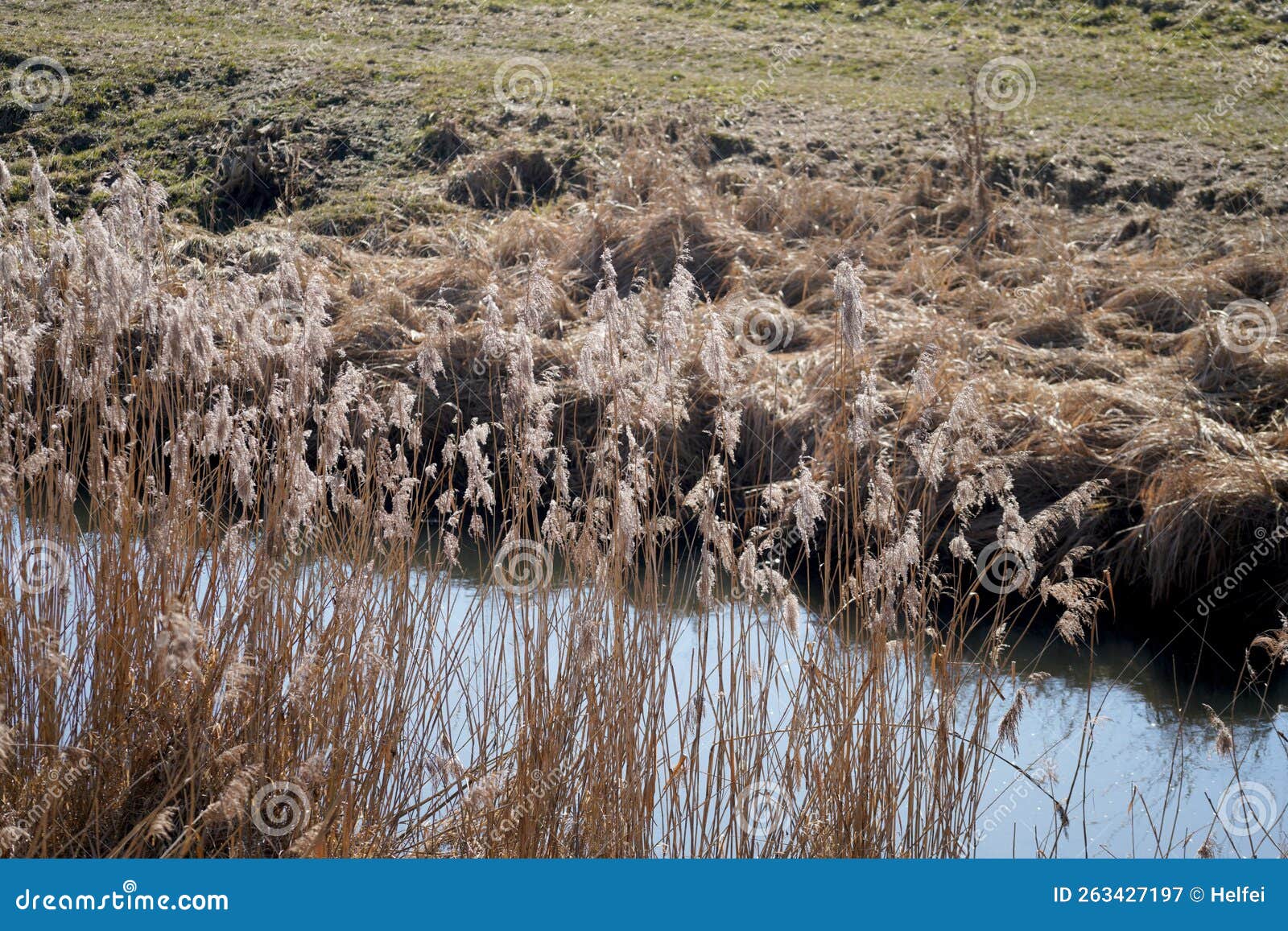 Creek with Clear Water is Habitat for Animals Stock Image - Image of
