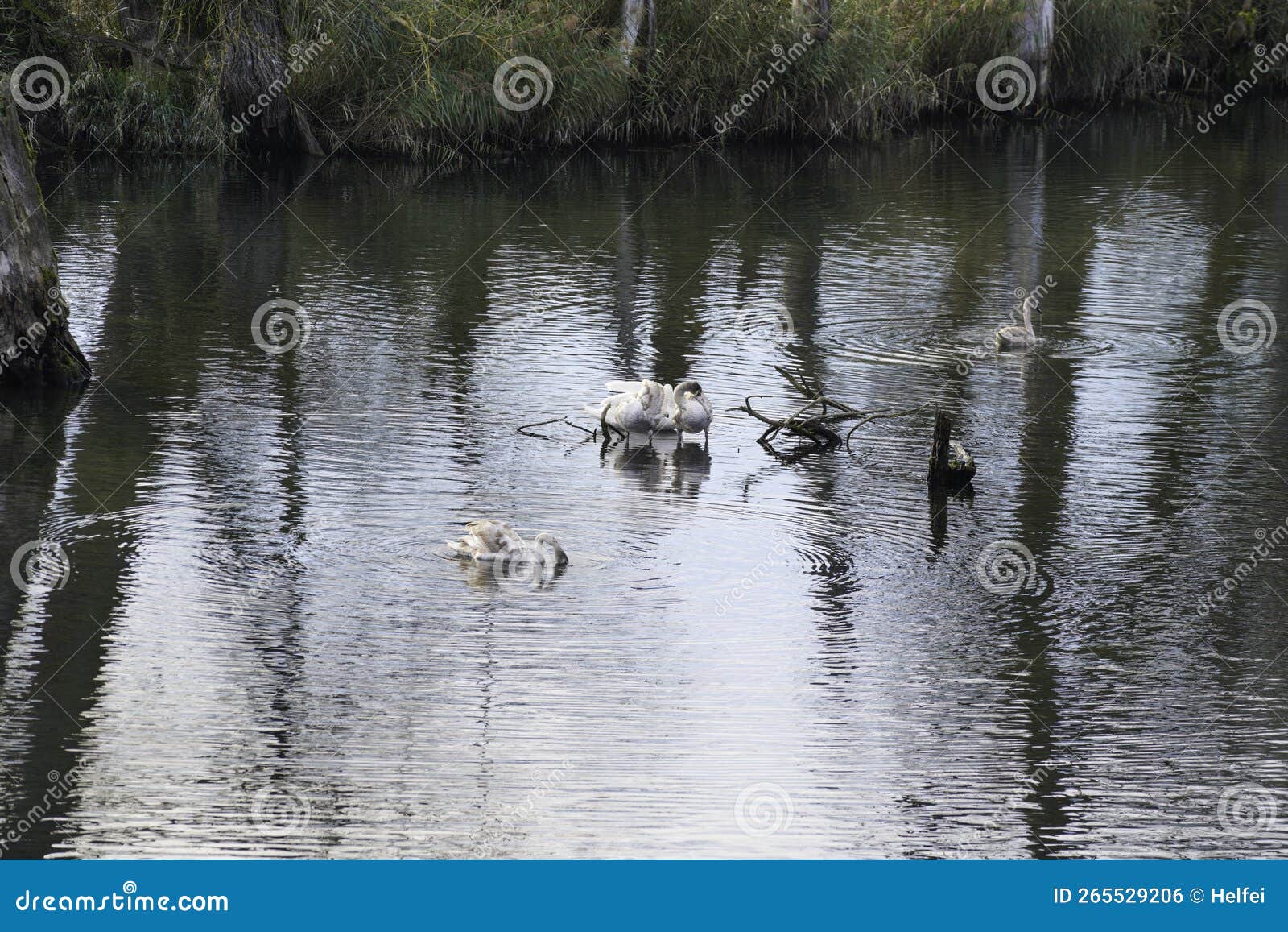 Creek with Clear Water is Habitat for Animals Stock Photo - Image of