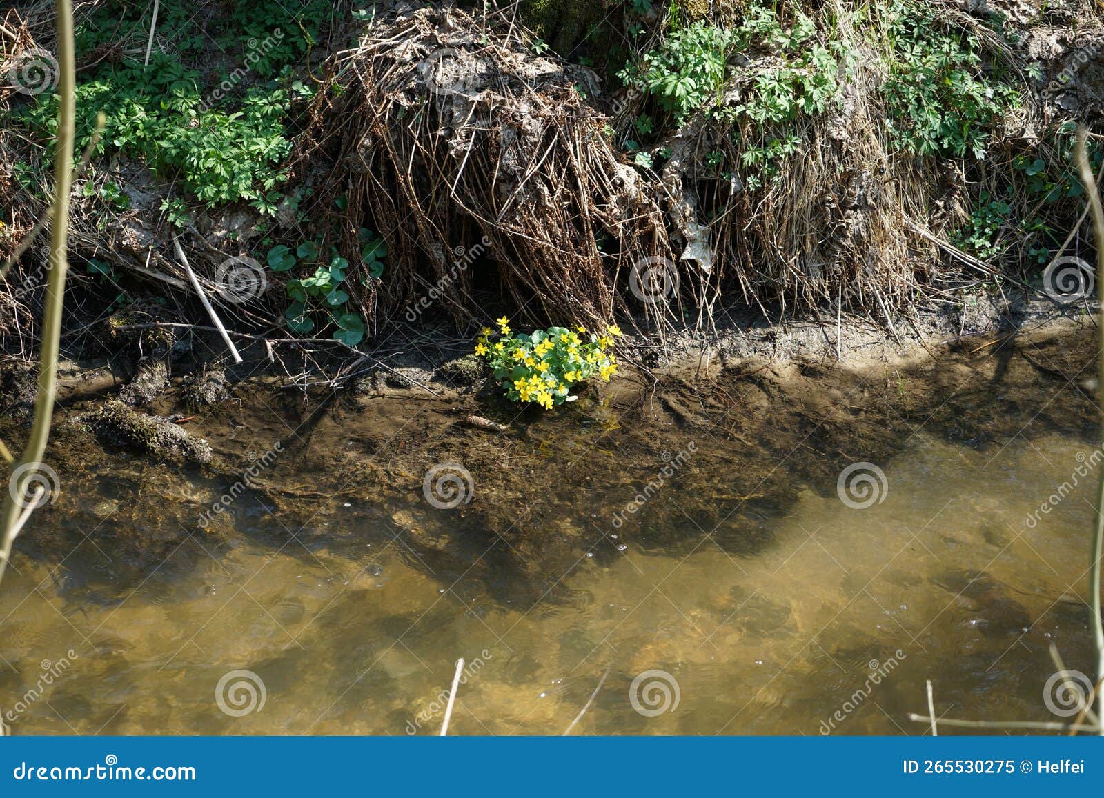 Creek with Clear Water is Habitat for Animals Stock Image - Image of