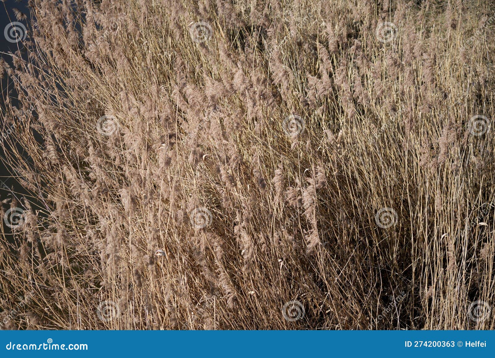 Creek with Clear Water is Habitat for Animals Stock Image - Image of