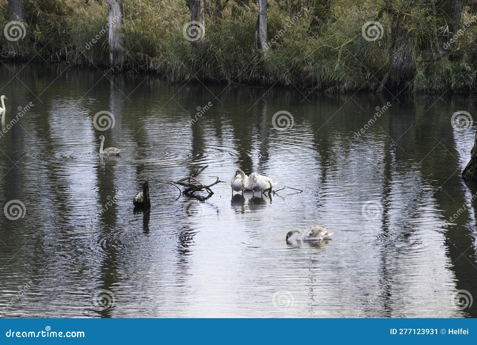 Creek with Clear Water is Habitat for Animals Stock Image - Image of