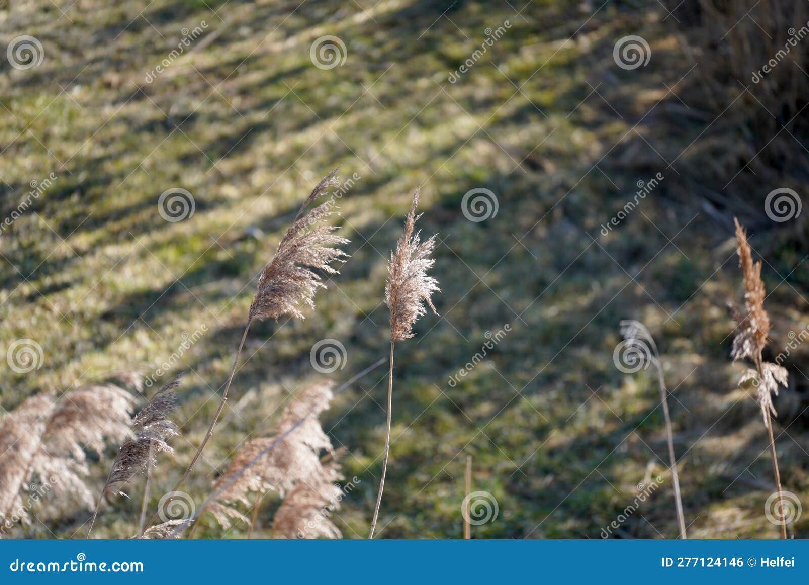 Creek with Clear Water is Habitat for Animals Stock Photo - Image of