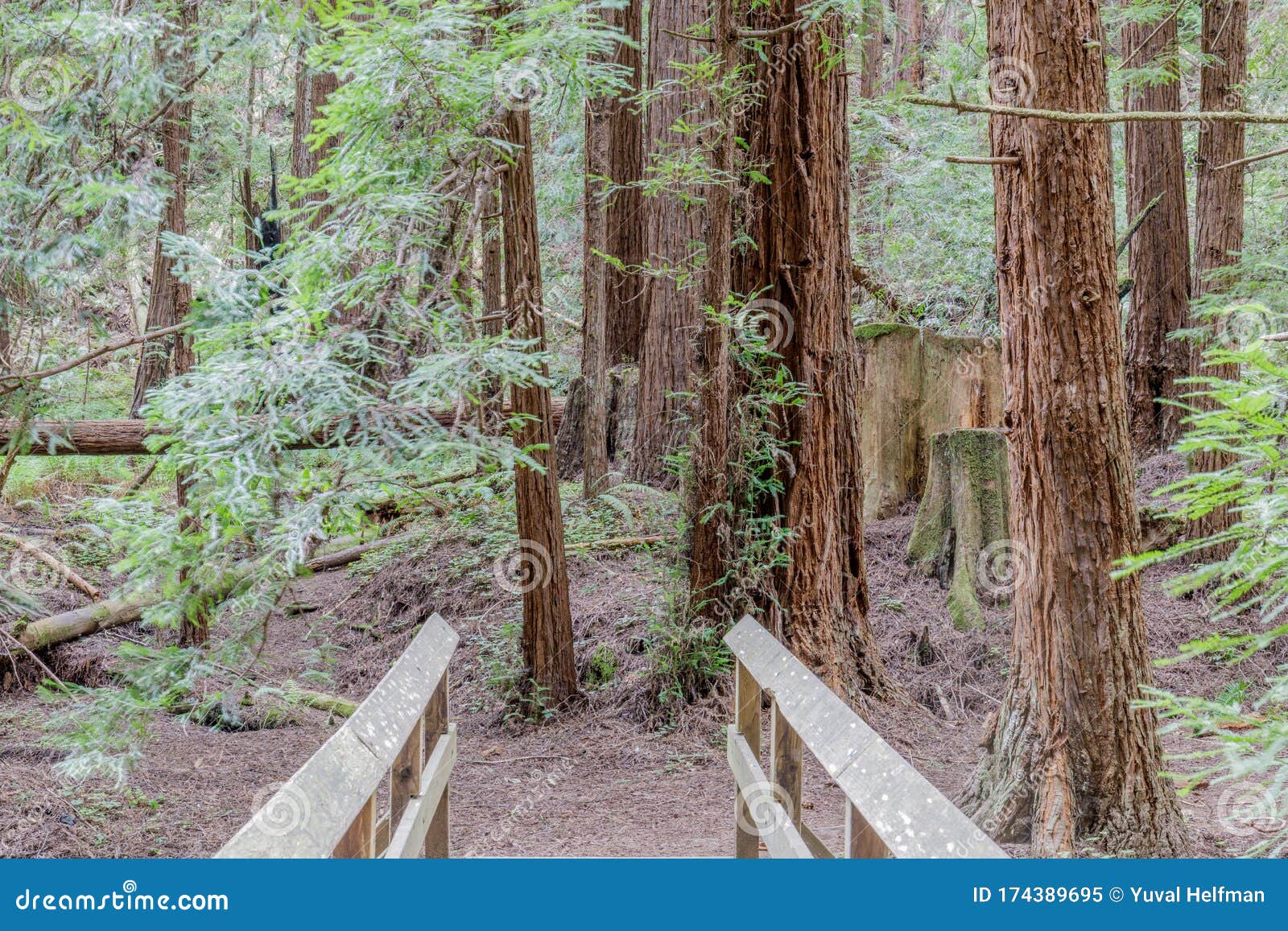 creek crossing footbridge with coast redwoods