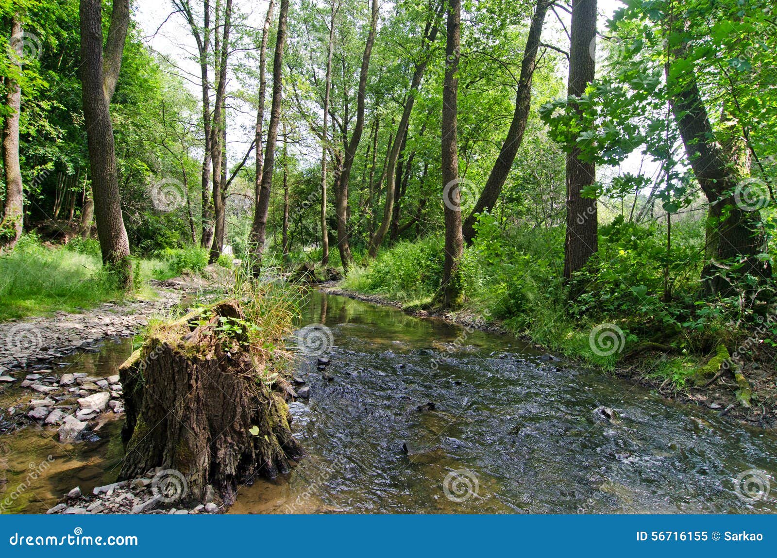 Creek stock image. Image of trees, hostivar, nature, tree 56716155