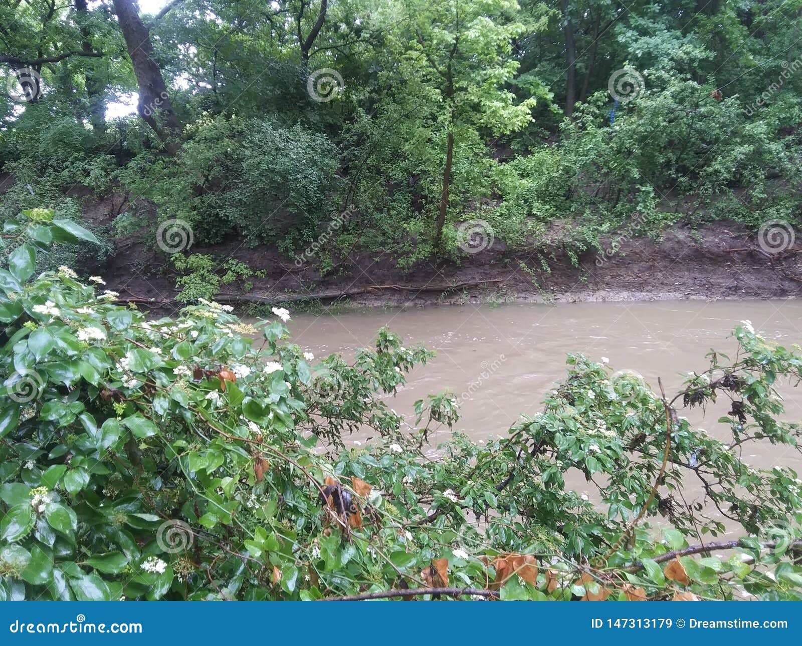 Creek life high water flow stock image. Image of water 147313179