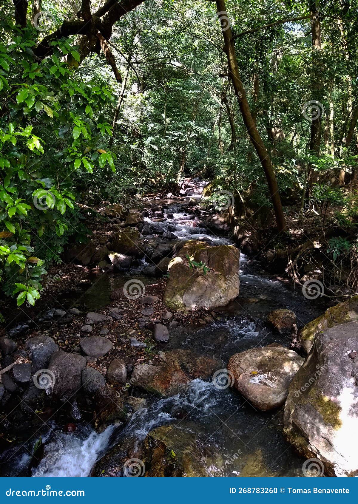 creek running through ricon de la vieja park forest