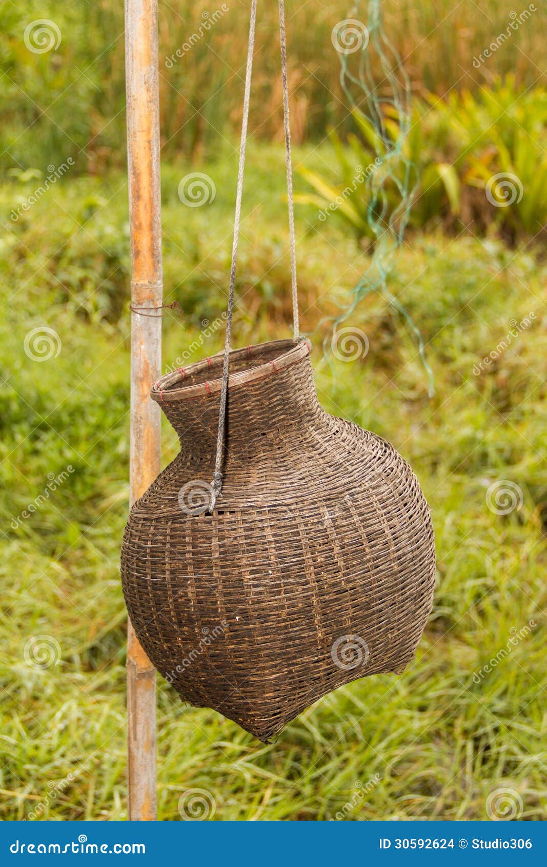 Creel Fish stock photo. Image of bamboo, hung, wood, grasses