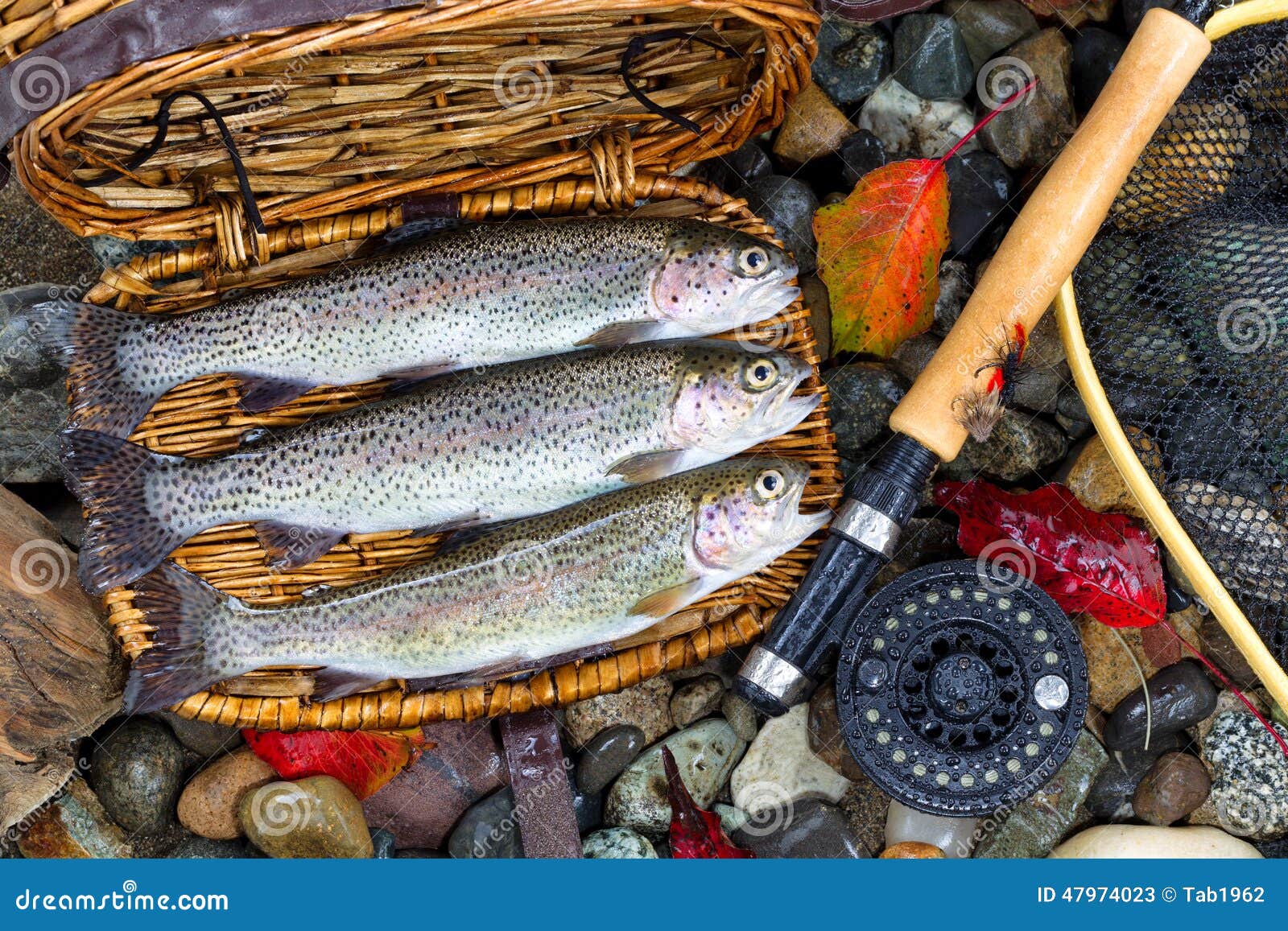 Creel with Native Trout stock image. Image of hobby, animal - 47974023