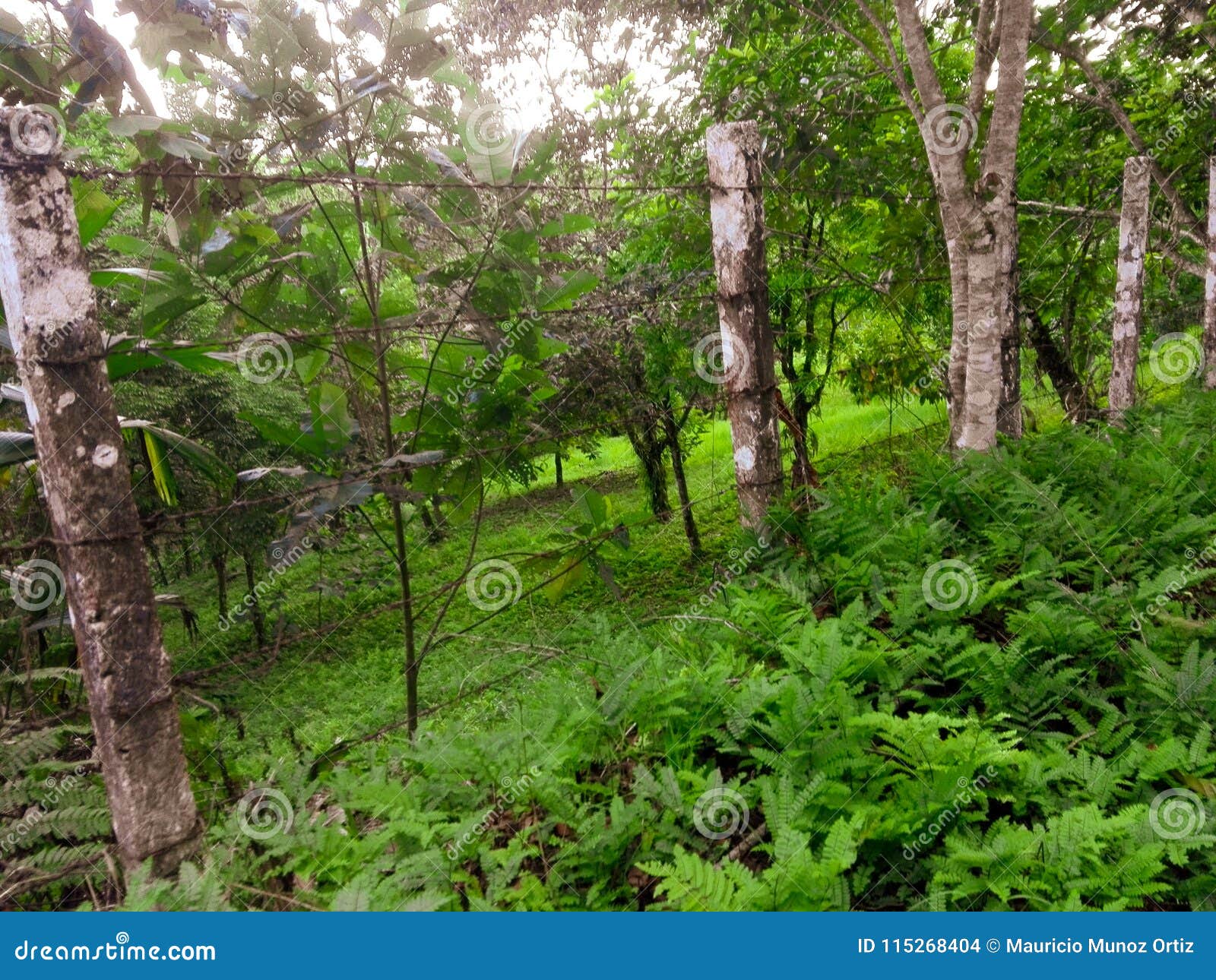 Creen grass stock photo. Image of green, nature, creen 115268404