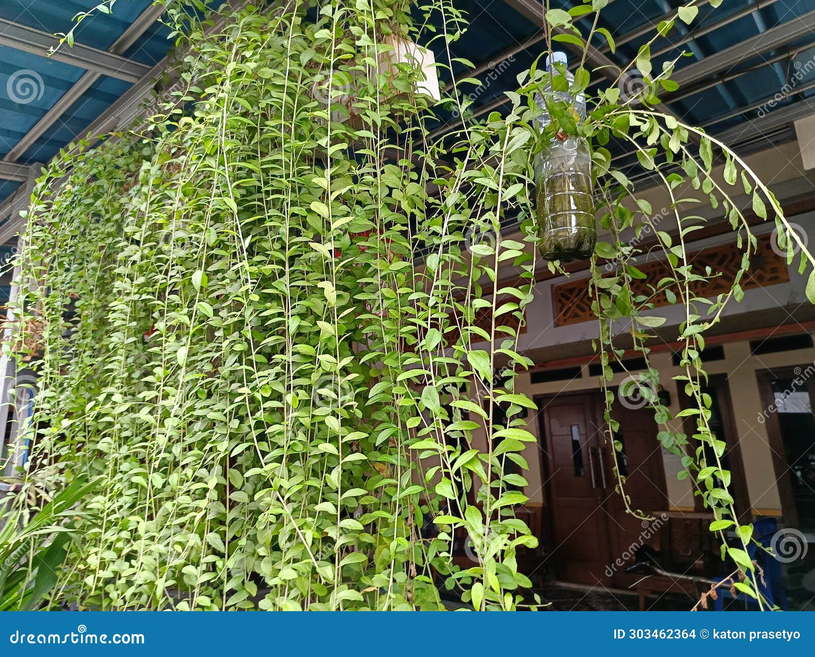 the creeper dischidia - collectively known as milkweeds