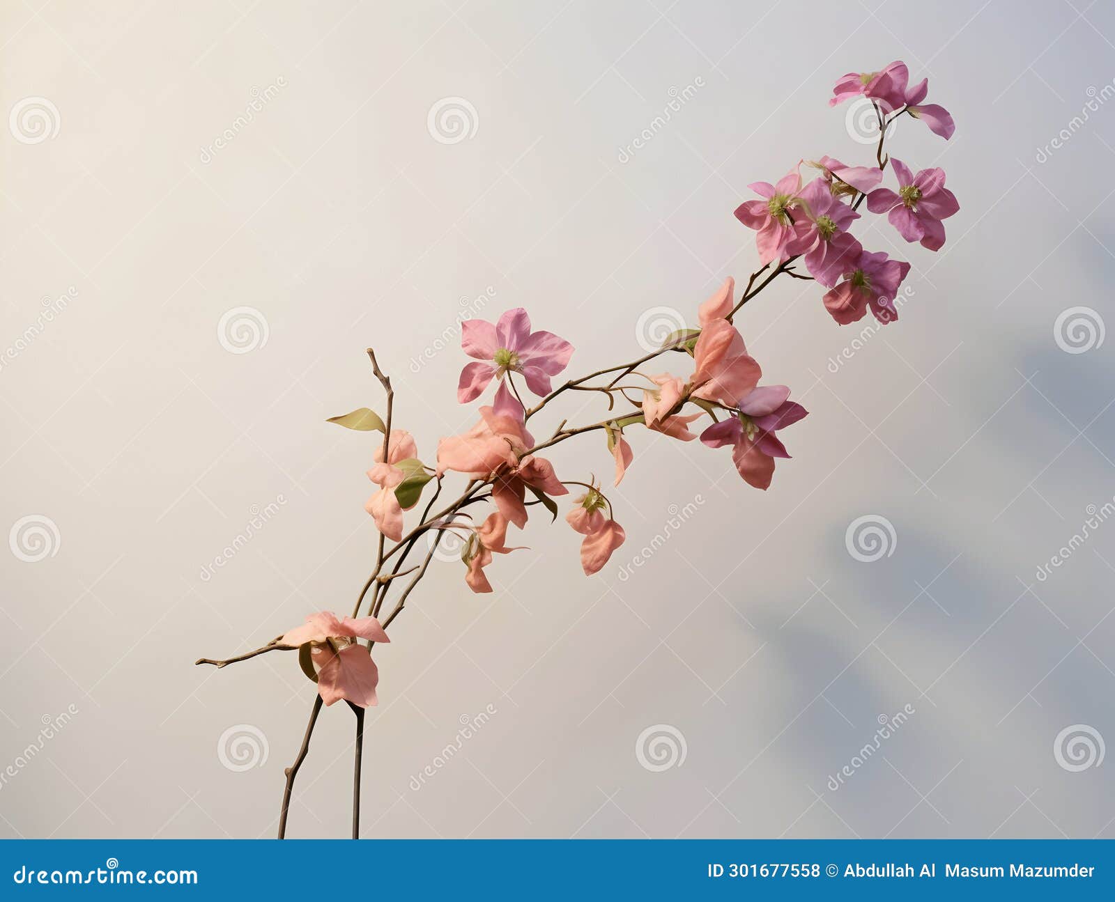 Creeper Flower in Studio Background, Single Creeper Flower, Beautiful