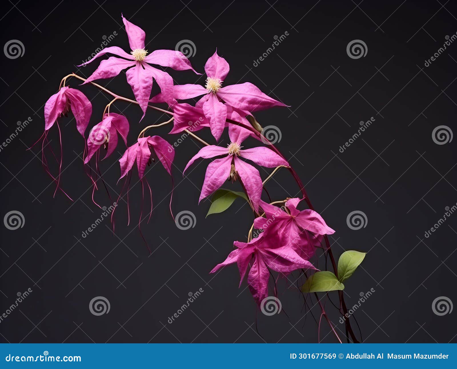 Creeper Flower in Studio Background, Single Creeper Flower, Beautiful