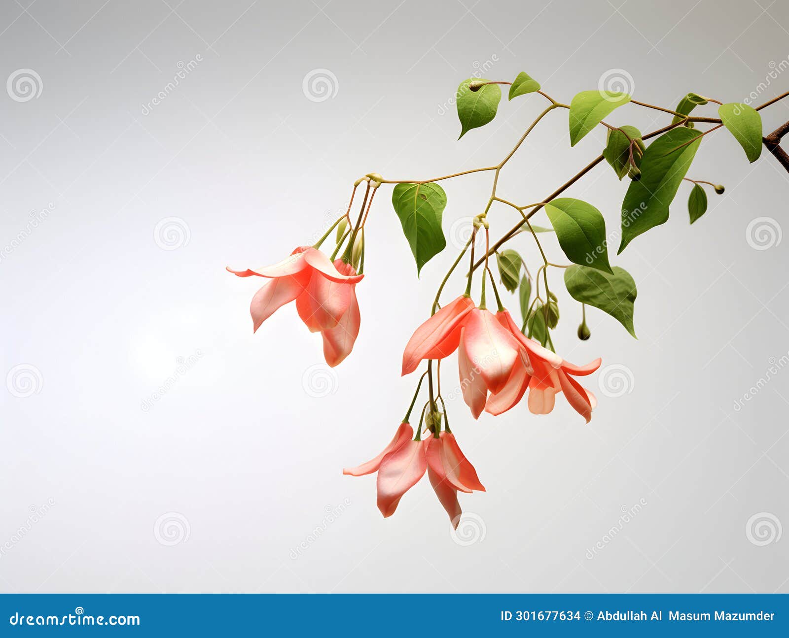 Creeper Flower in Studio Background, Single Creeper Flower, Beautiful