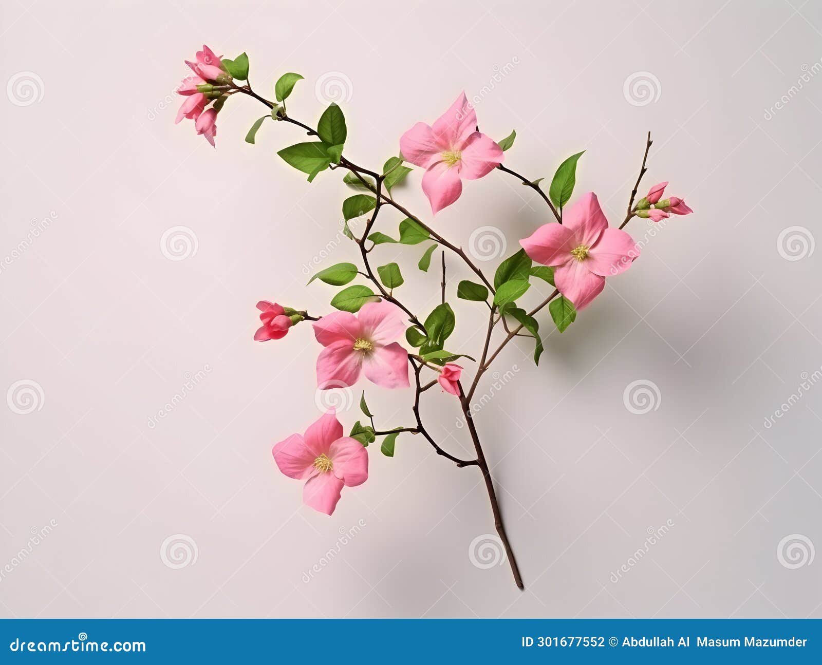 Creeper Flower in Studio Background, Single Creeper Flower, Beautiful
