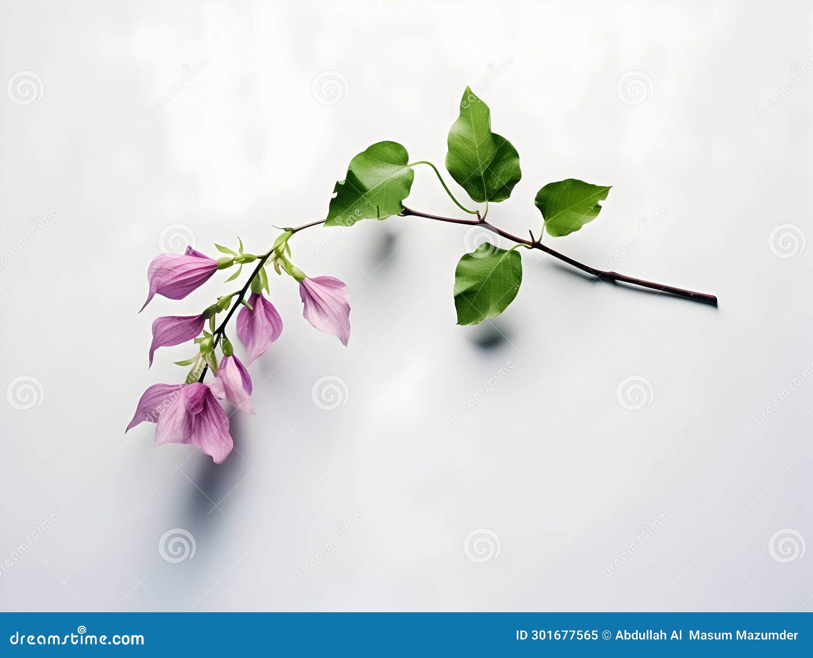 Creeper Flower in Studio Background, Single Creeper Flower, Beautiful