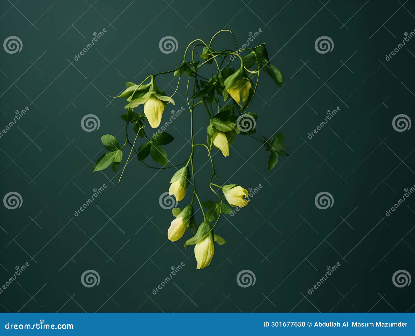 Creeper Flower in Studio Background, Single Creeper Flower, Beautiful