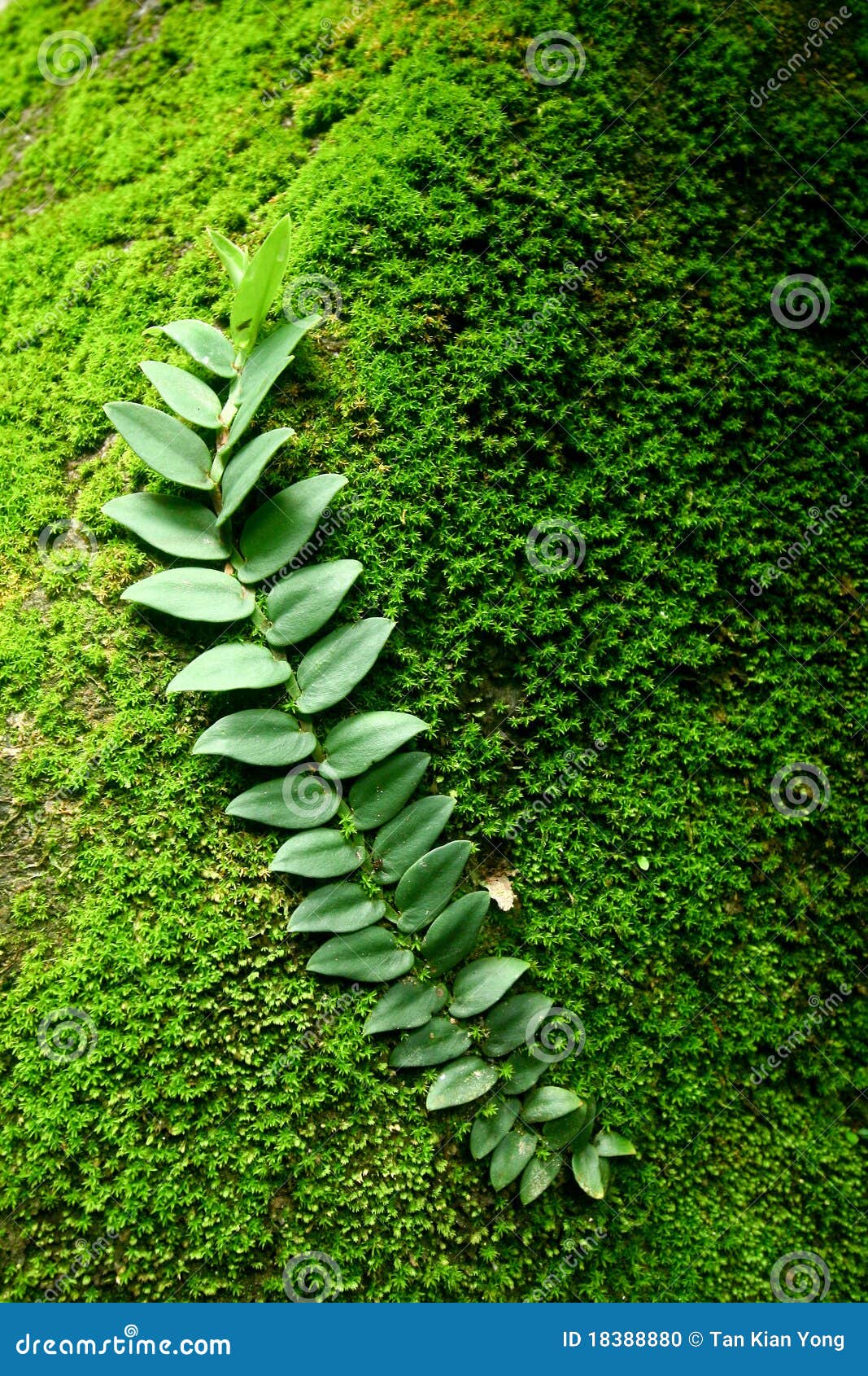 Creeper plant stock photo. Image of rainforest, bright 18388880