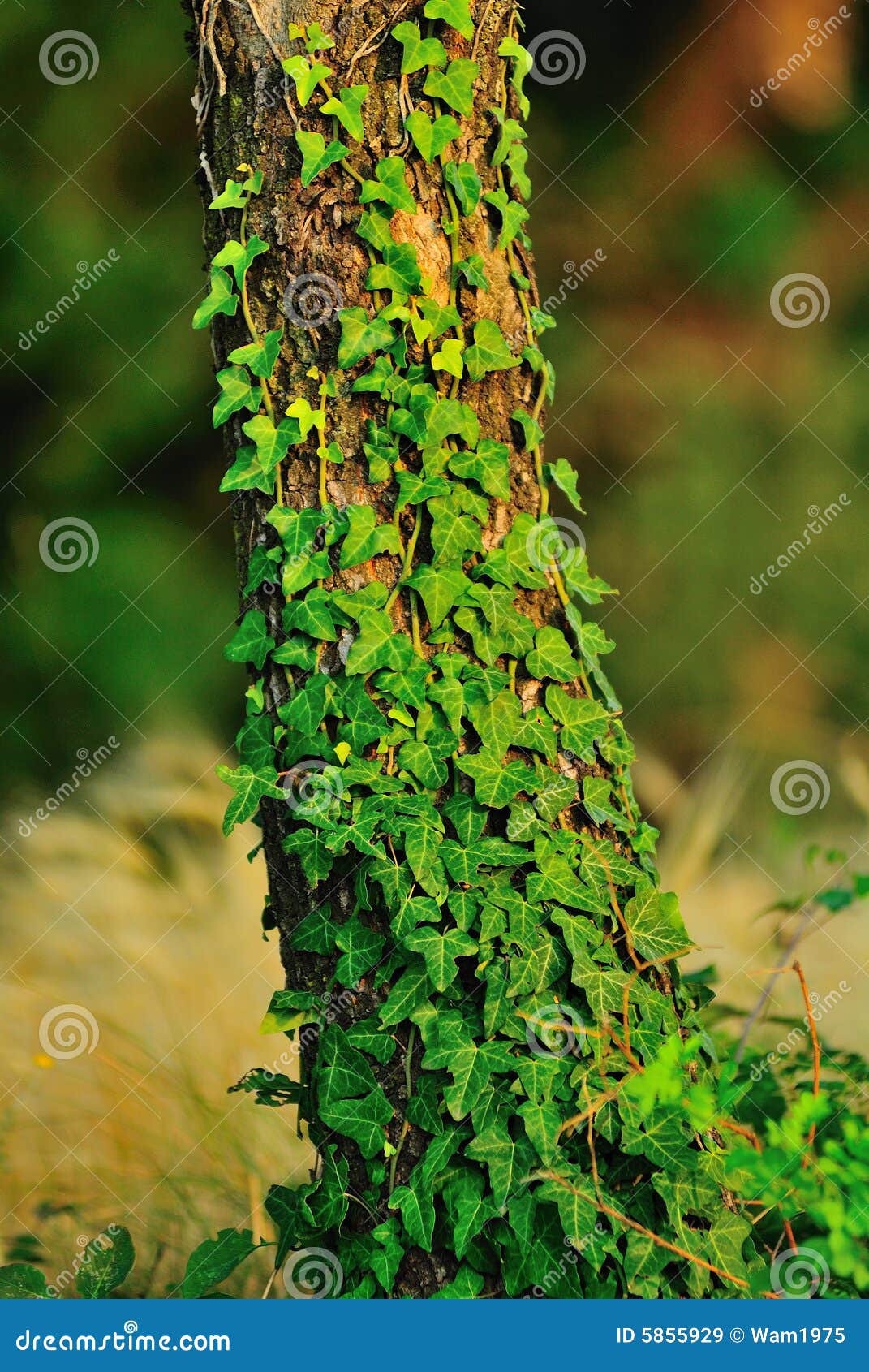 Creeper plant stock image. Image of trunk, green, plant