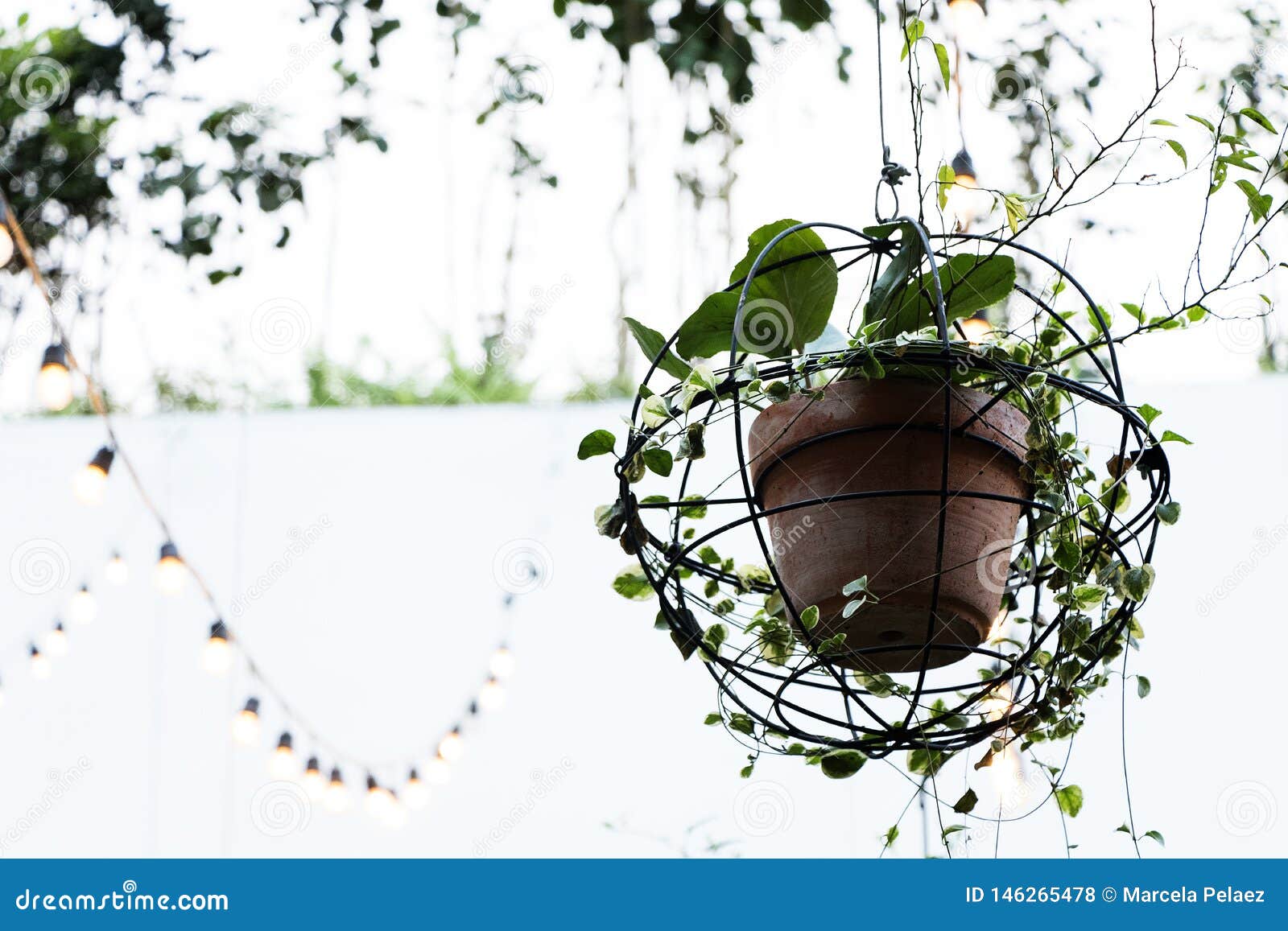 Creeper Plant In Clay Pot Hanging From The Ceiling Stock