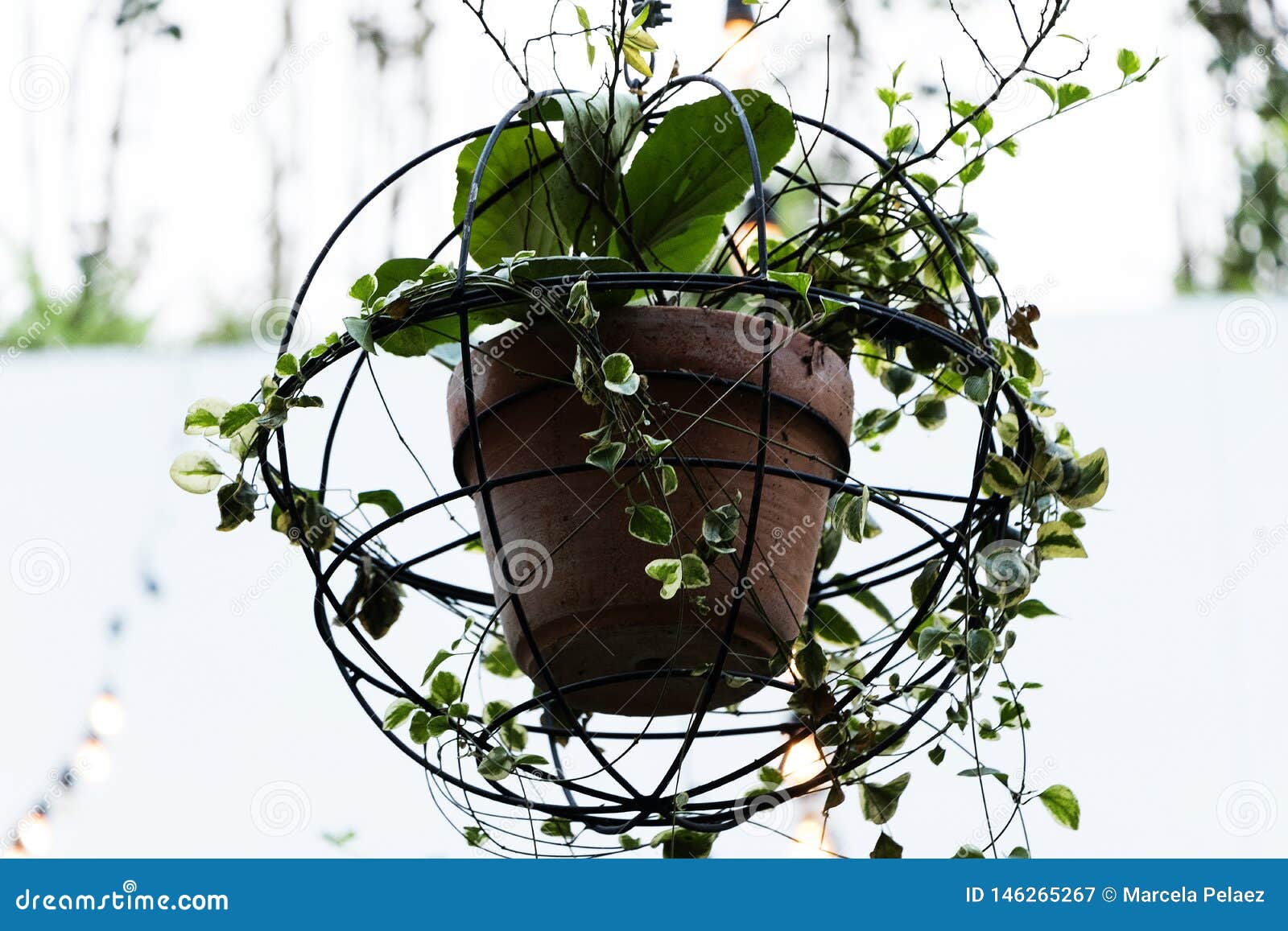 Creeper Plant In Clay Pot Hanging From The Ceiling Stock