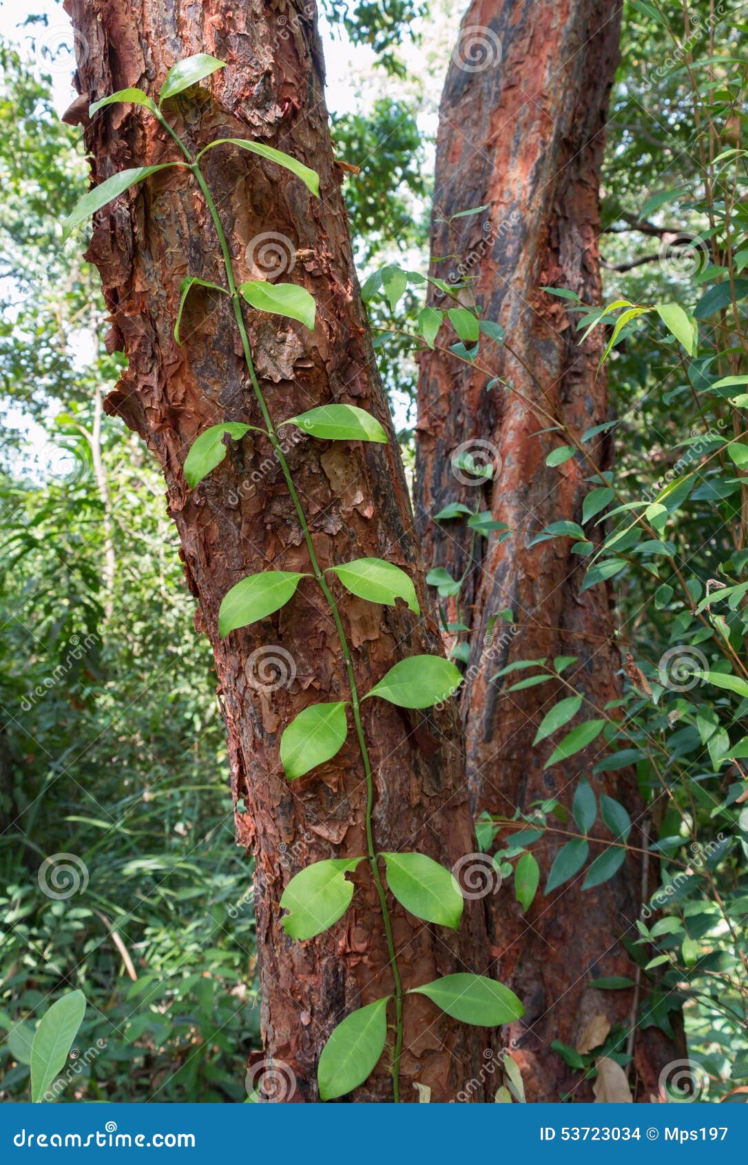 Creeper Plant Climbing Up a Tree Stock Photo Image of forest, plant