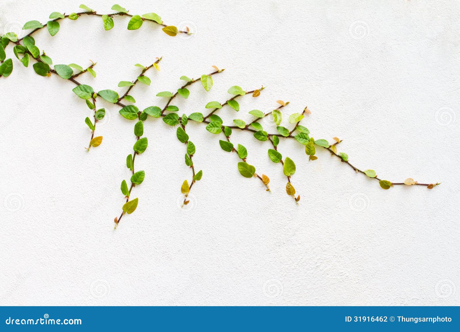 Creeper Plant on White Background Stock Photo Image of white, bush