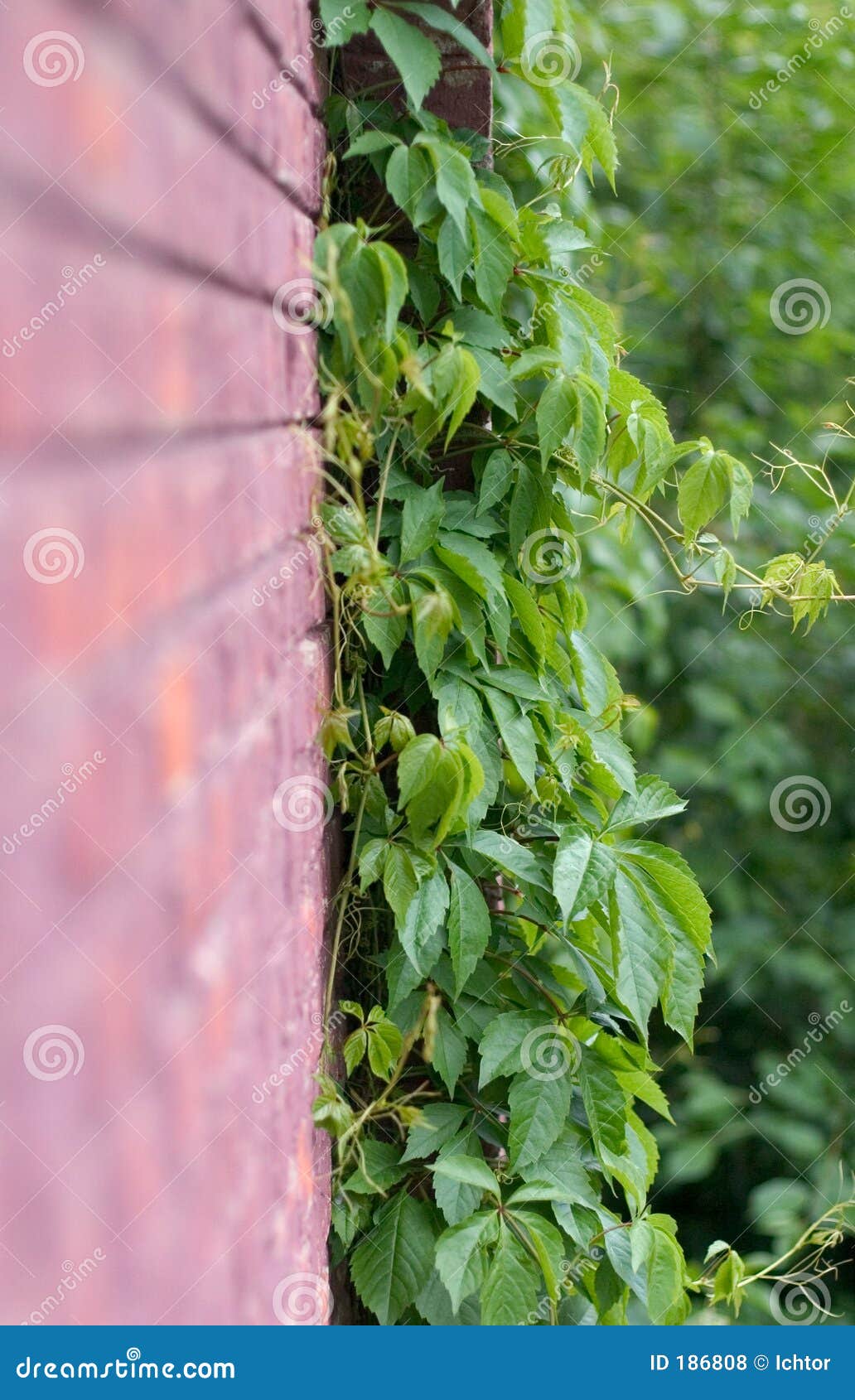 Creeper Vine editorial stock photo. Image of brick, vine 186808