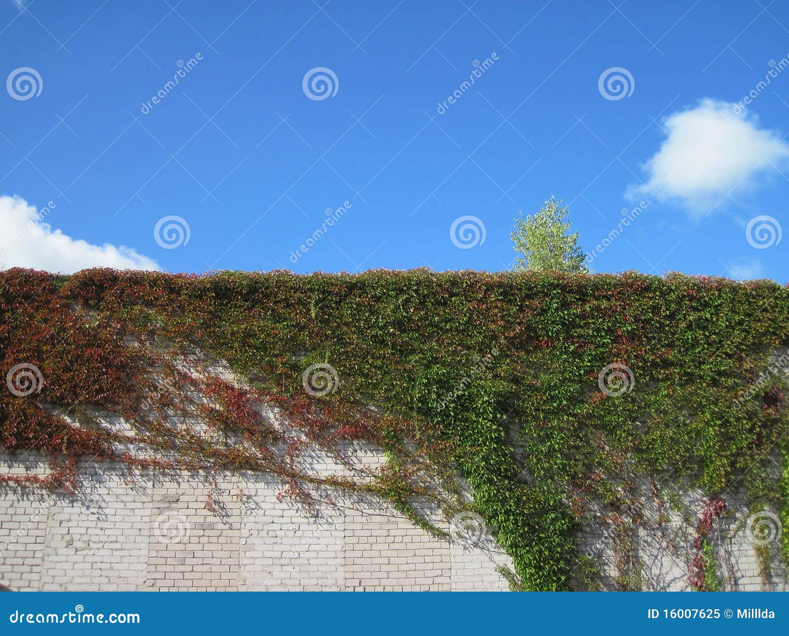 Creeper on wall stock image. Image of wall, house, floral 16007625